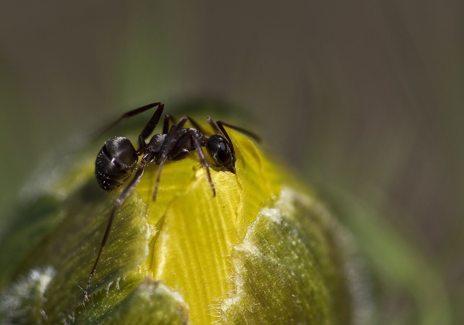 Canon EOS 50D sample photo. Ant, nature, pheasant's eye photography