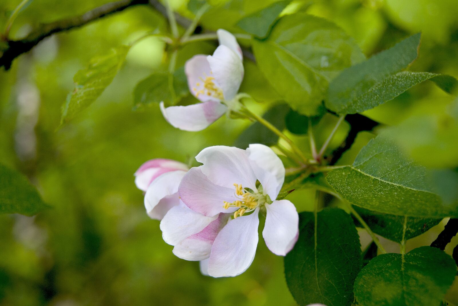 Sony Alpha DSLR-A230 sample photo. Flower, apple tree, spring photography