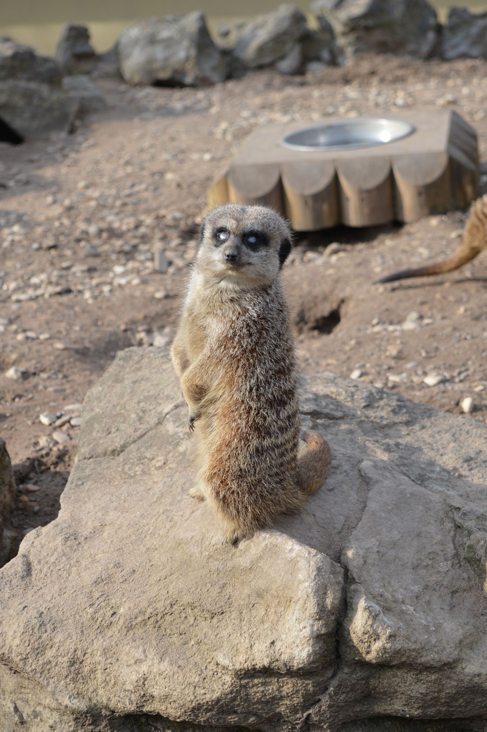 Nikon D3200 sample photo. Pet, surykatka, zoo photography