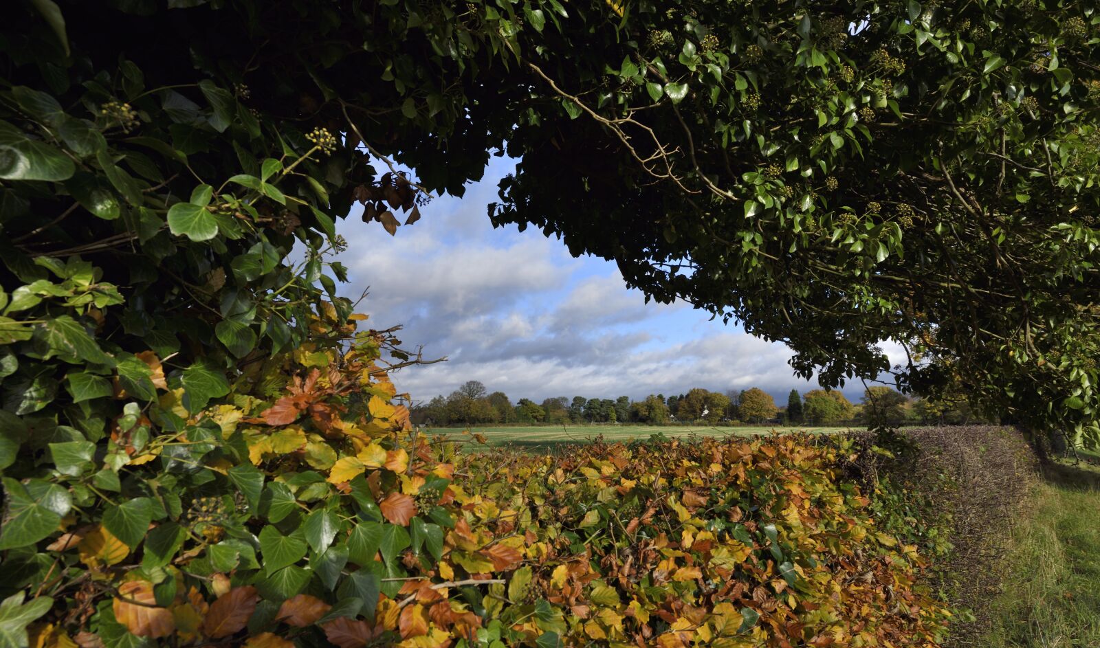 Nikon D810 sample photo. England, styal, rural photography