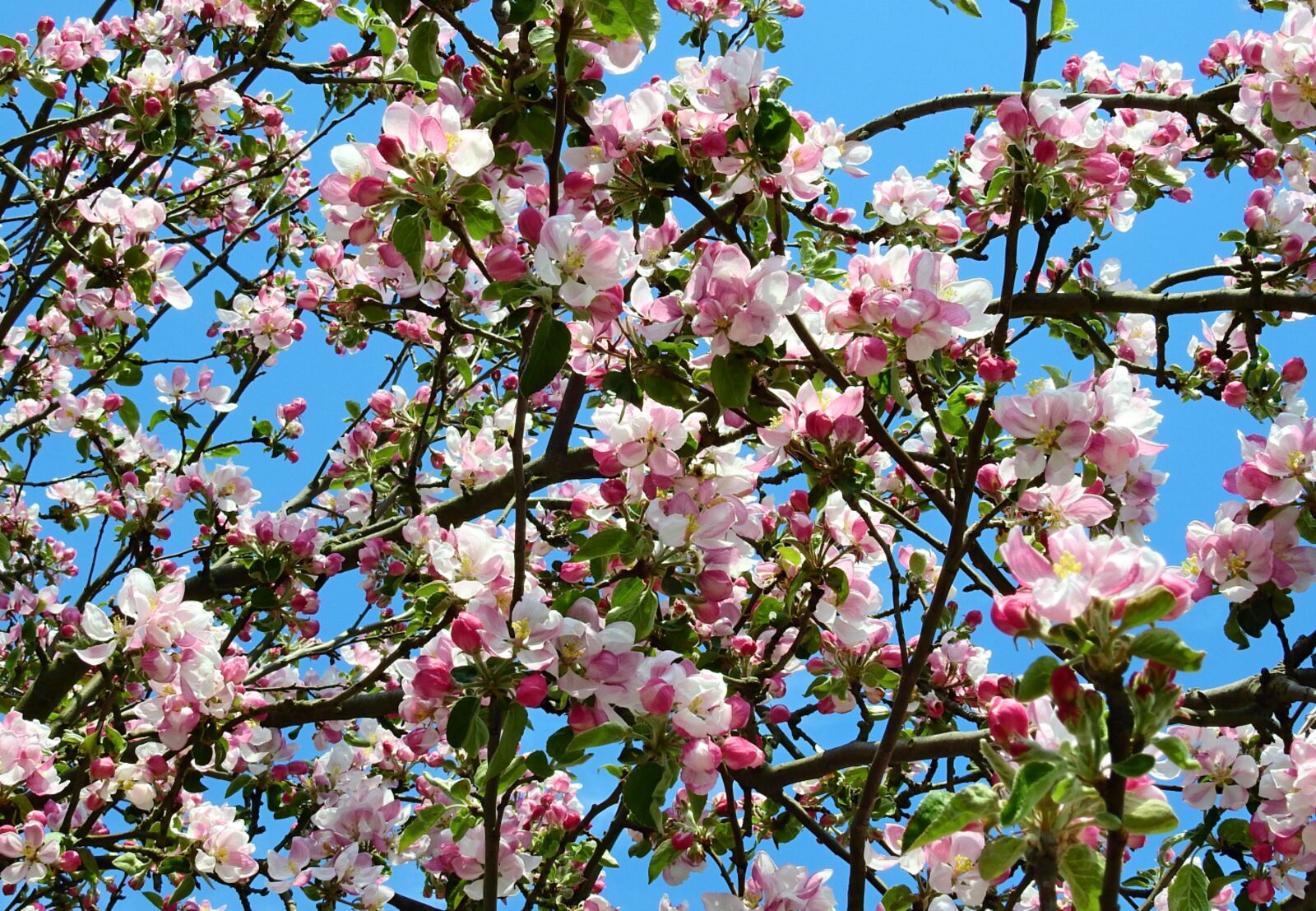 Nikon Coolpix P900 sample photo. Receipts, blooming, spring photography