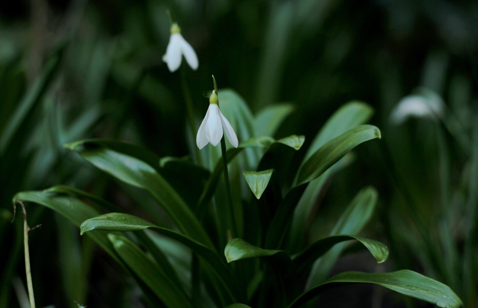 Canon EOS 600D (Rebel EOS T3i / EOS Kiss X5) + Canon EF 50mm F1.8 STM sample photo. Snowdrop, white, spring photography