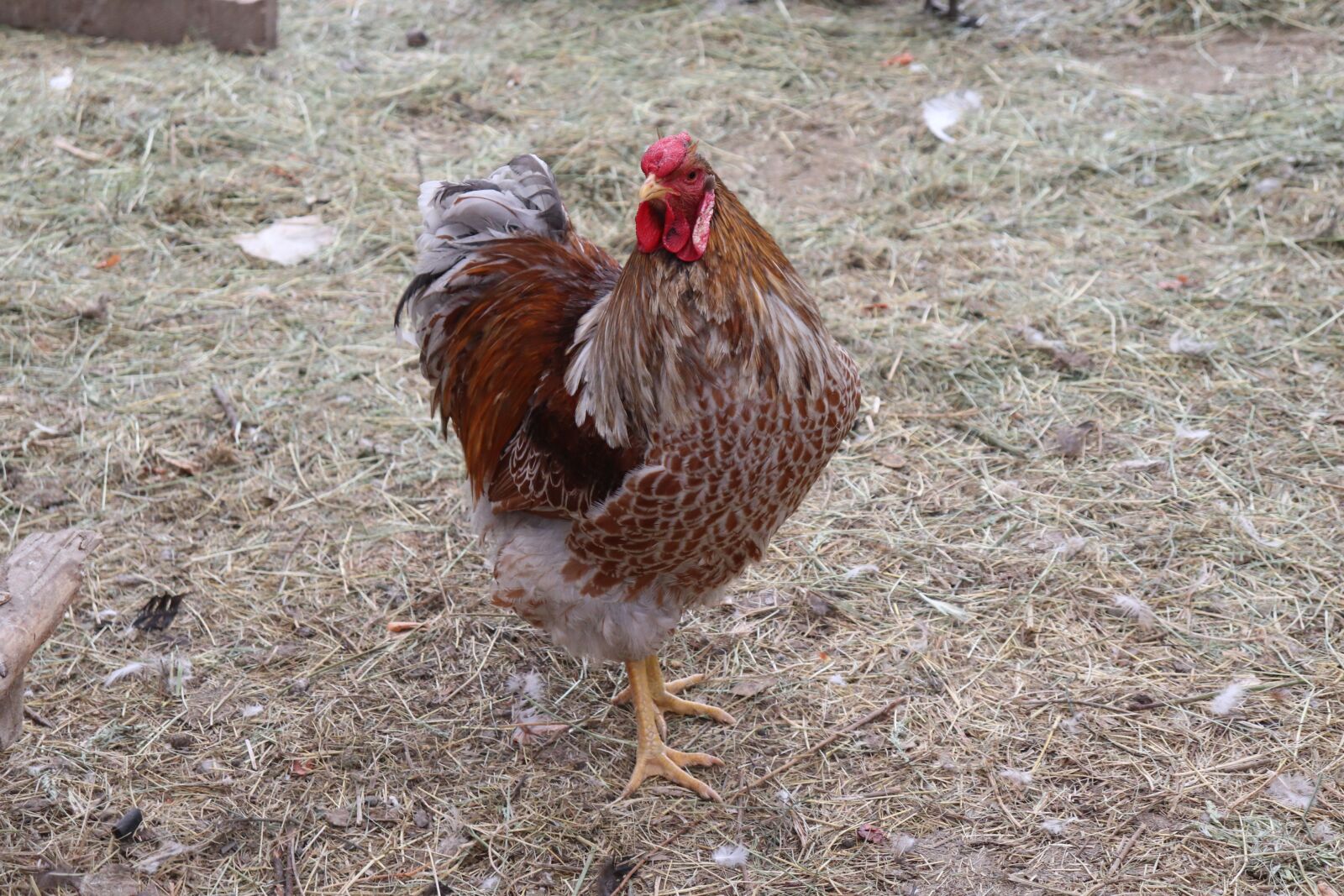 Canon EF-S 18-55mm F4-5.6 IS STM sample photo. Wyandotte, trump, poultry photography
