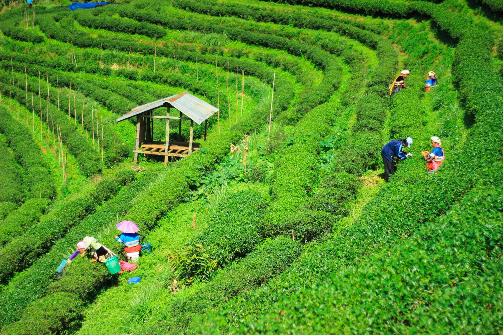 Canon EOS 550D (EOS Rebel T2i / EOS Kiss X4) + Canon EF 50mm F1.8 II sample photo. Tea plantations, garden, nature photography