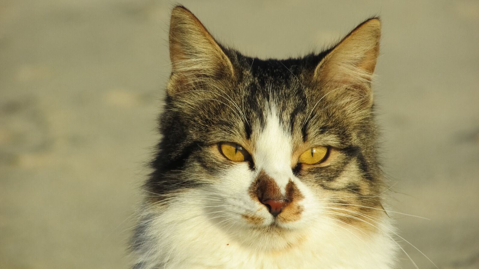 Canon PowerShot SX400 IS sample photo. Cat, stray, animal photography