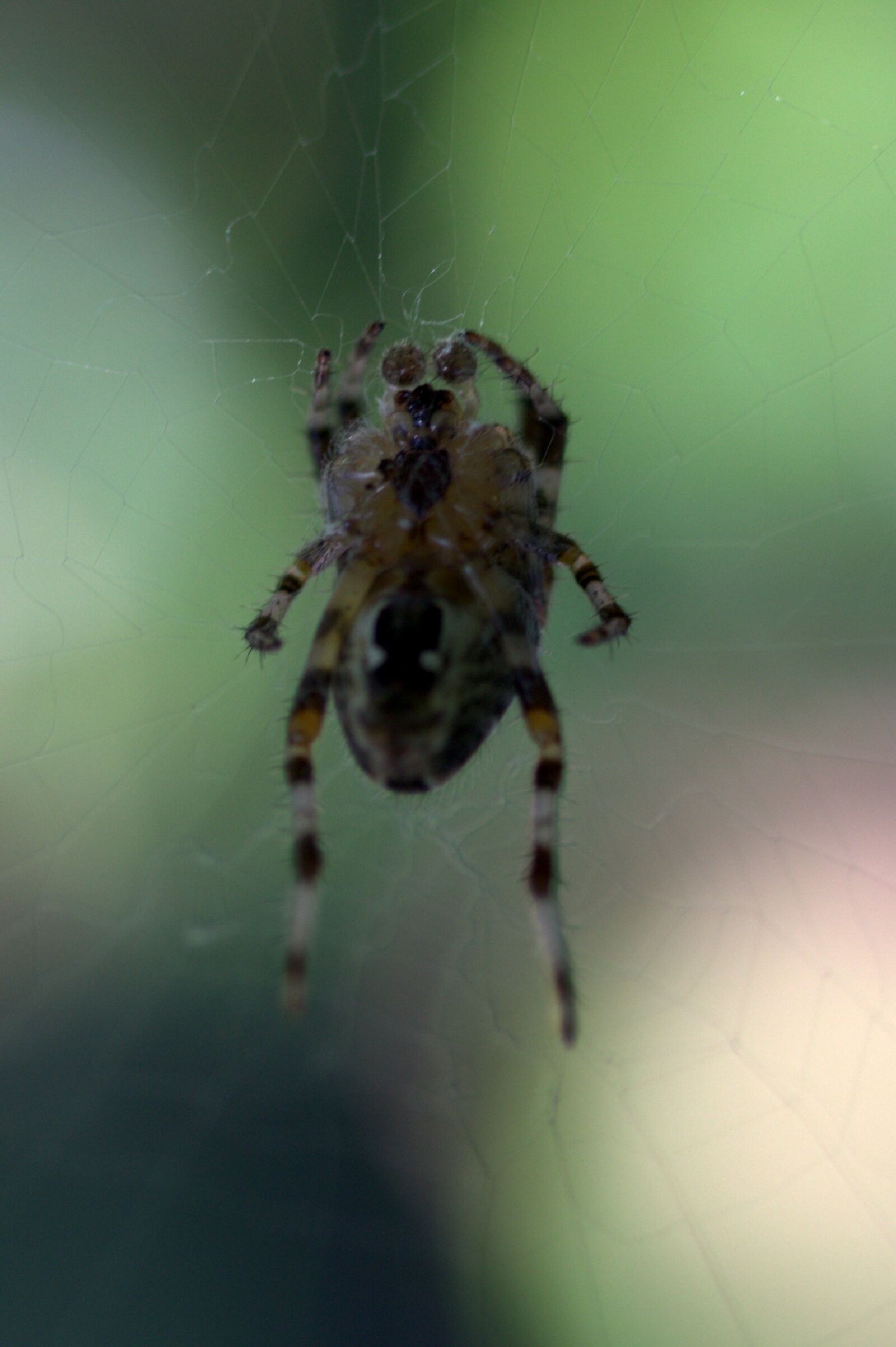 Canon EF-S 60mm F2.8 Macro USM sample photo. Spider, spider web, arachnid photography
