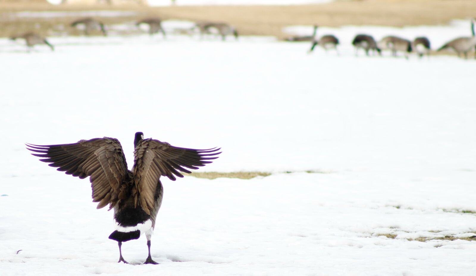 Canon EOS 1100D (EOS Rebel T3 / EOS Kiss X50) sample photo. Goose, geese, winter photography