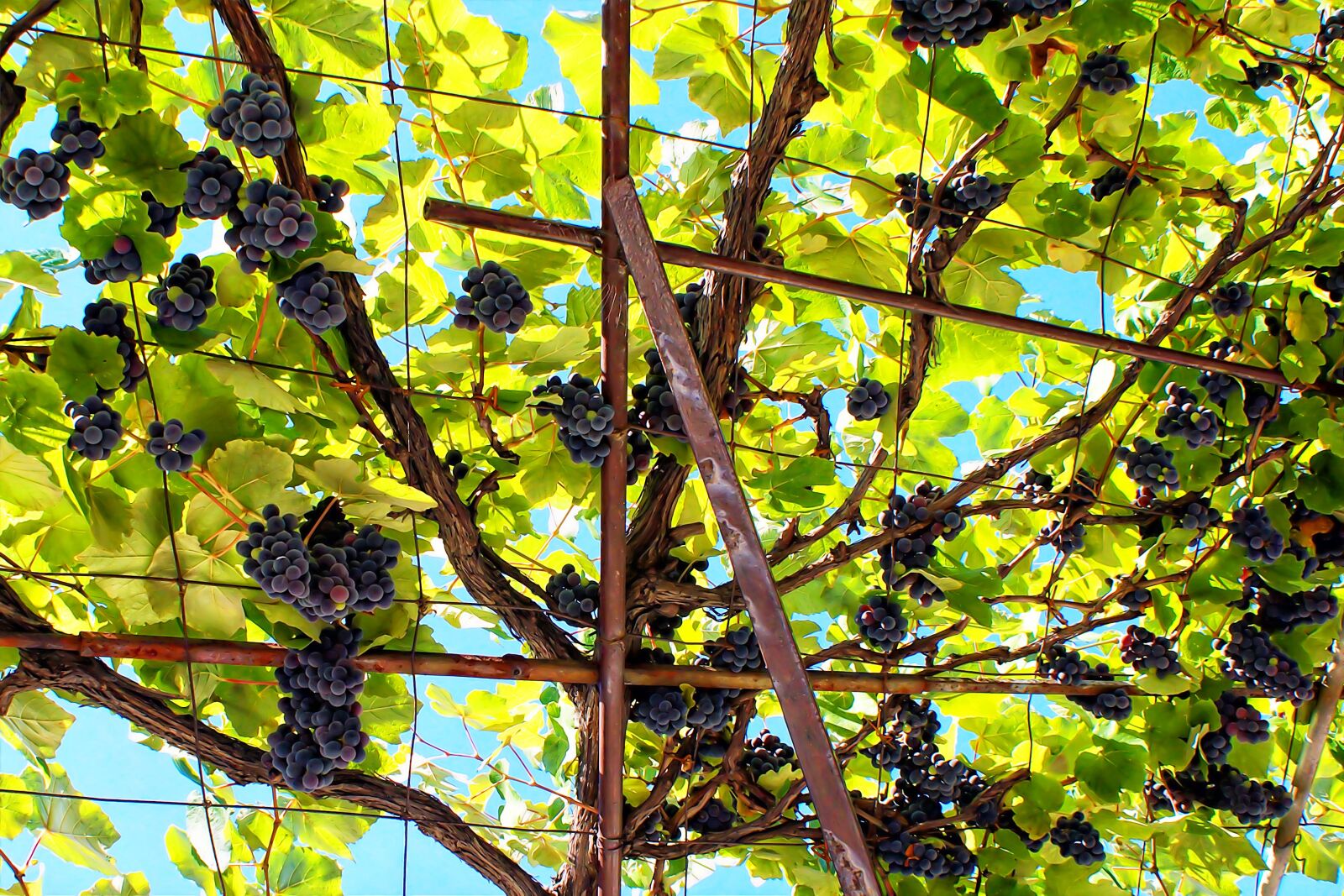 Canon EOS 70D sample photo. Grape red, wine, plant photography