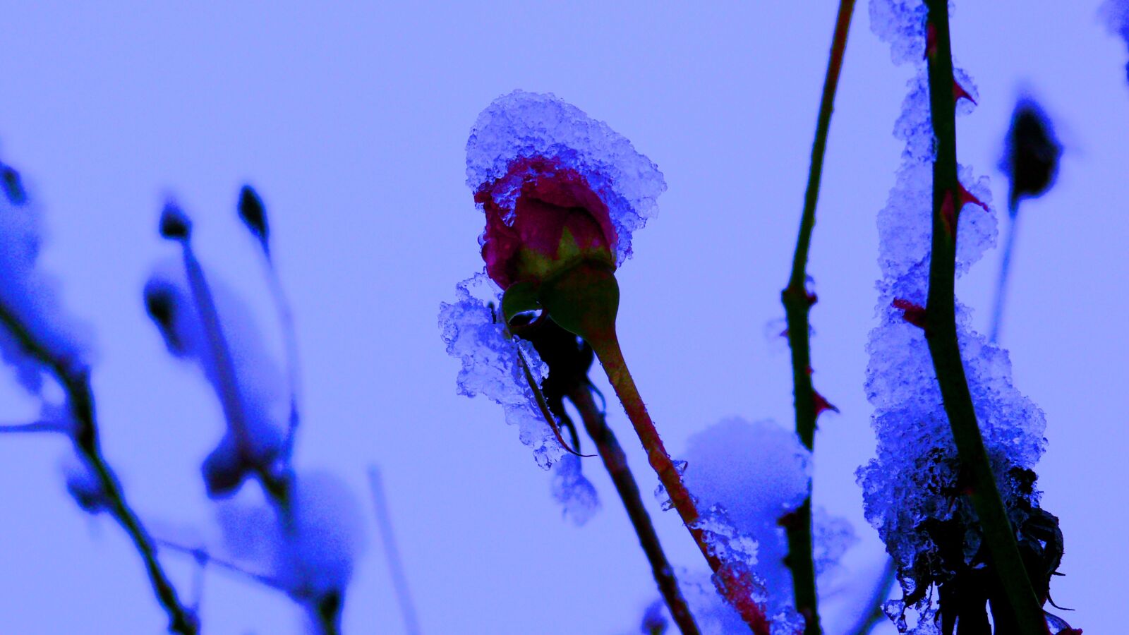Panasonic DMC-FZ50 sample photo. Rosa, last, snow photography