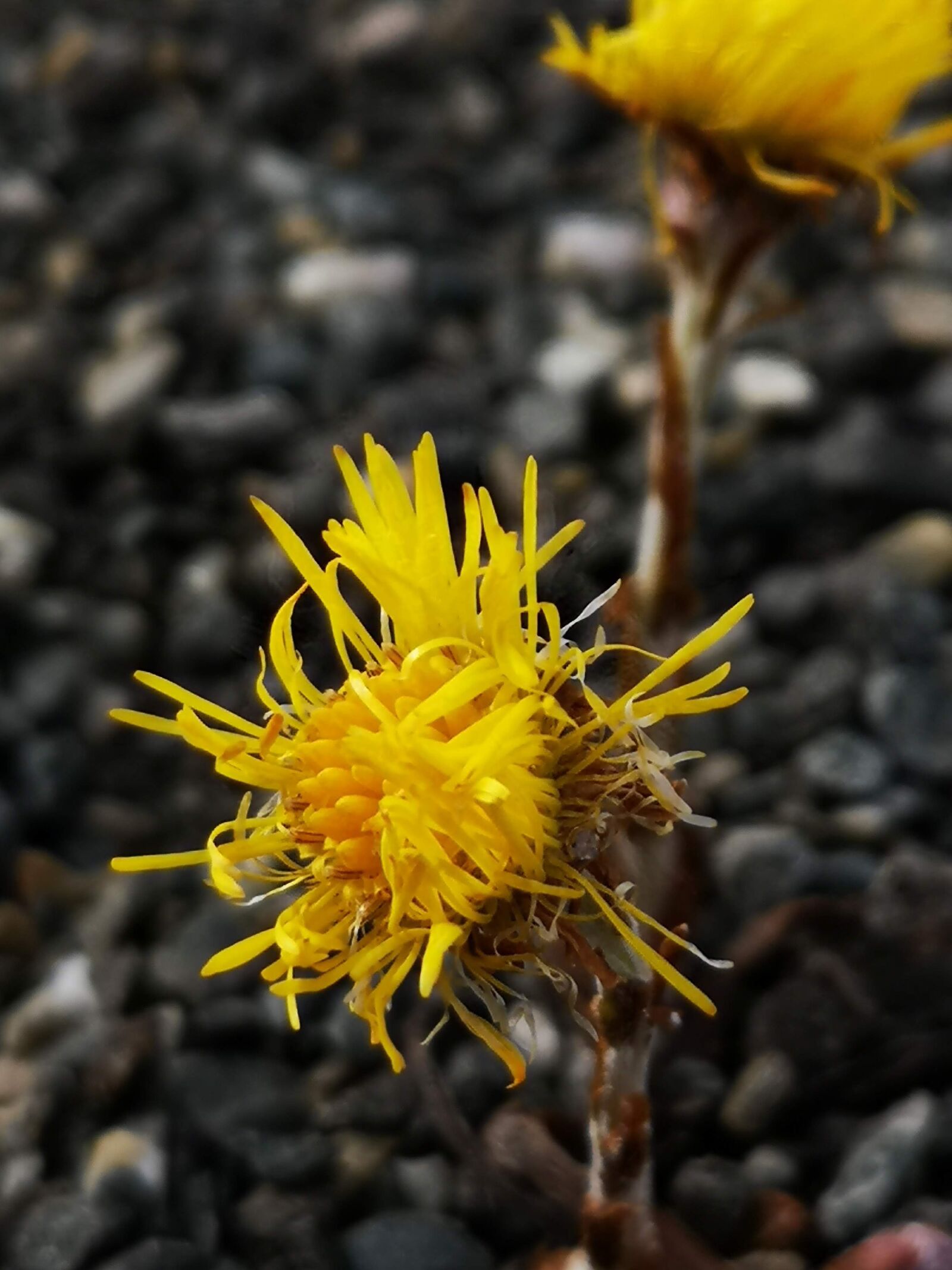 HUAWEI CLT-L29 sample photo. Easter, spring, flower photography