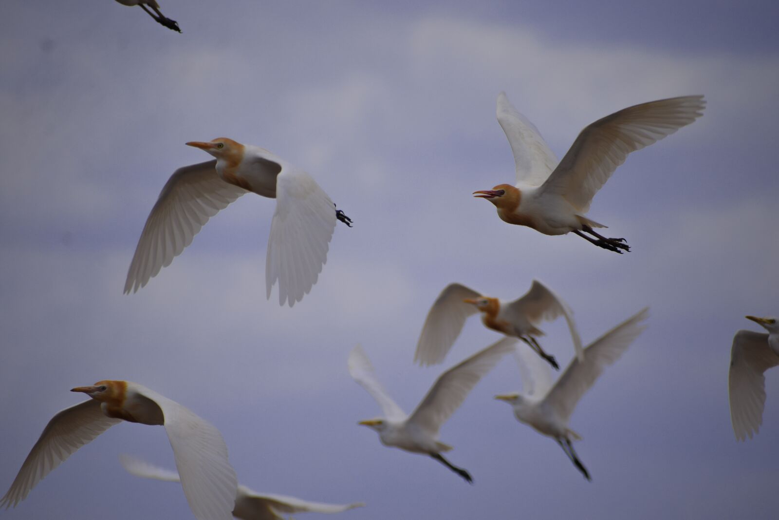 Nikon D5300 sample photo. Cranes, flying cranes, birds photography
