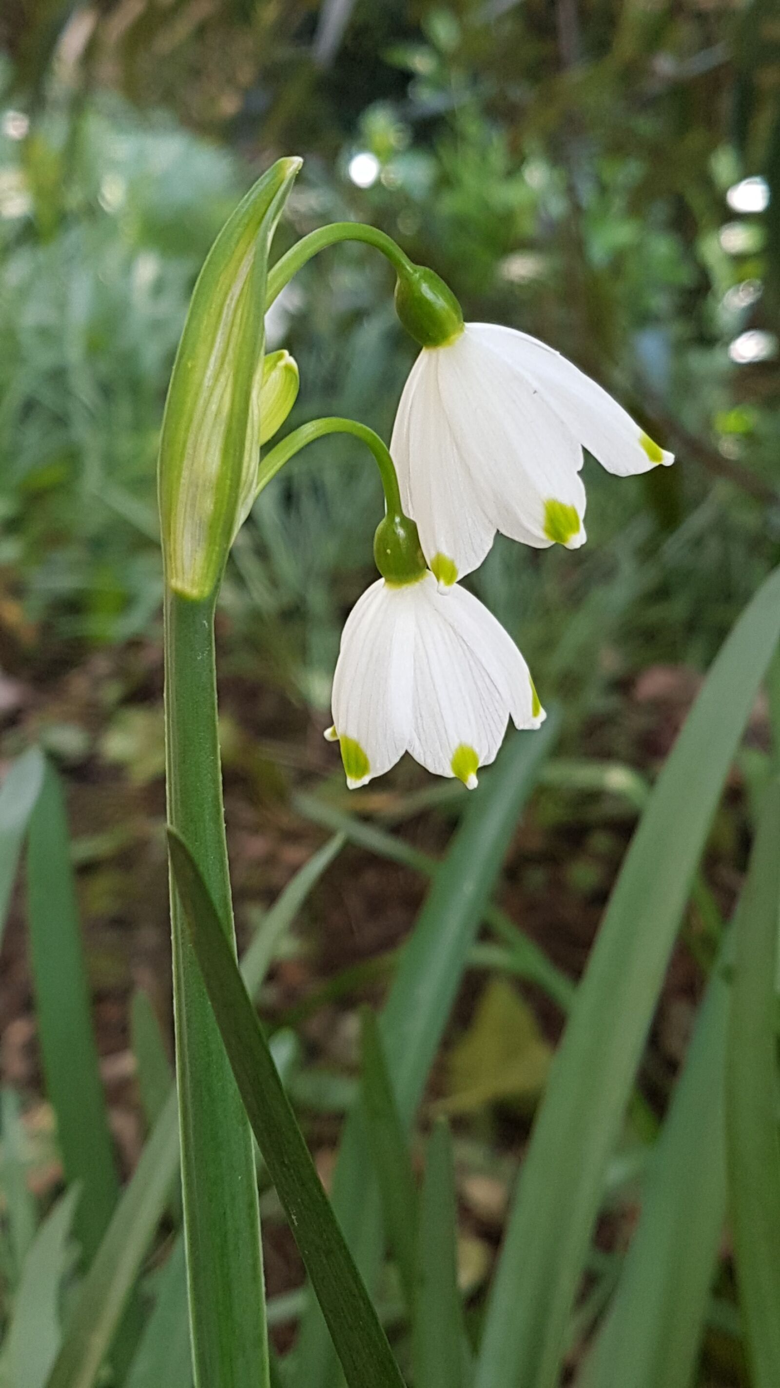 Samsung Galaxy S7 sample photo. Snowdrops, white, flower photography