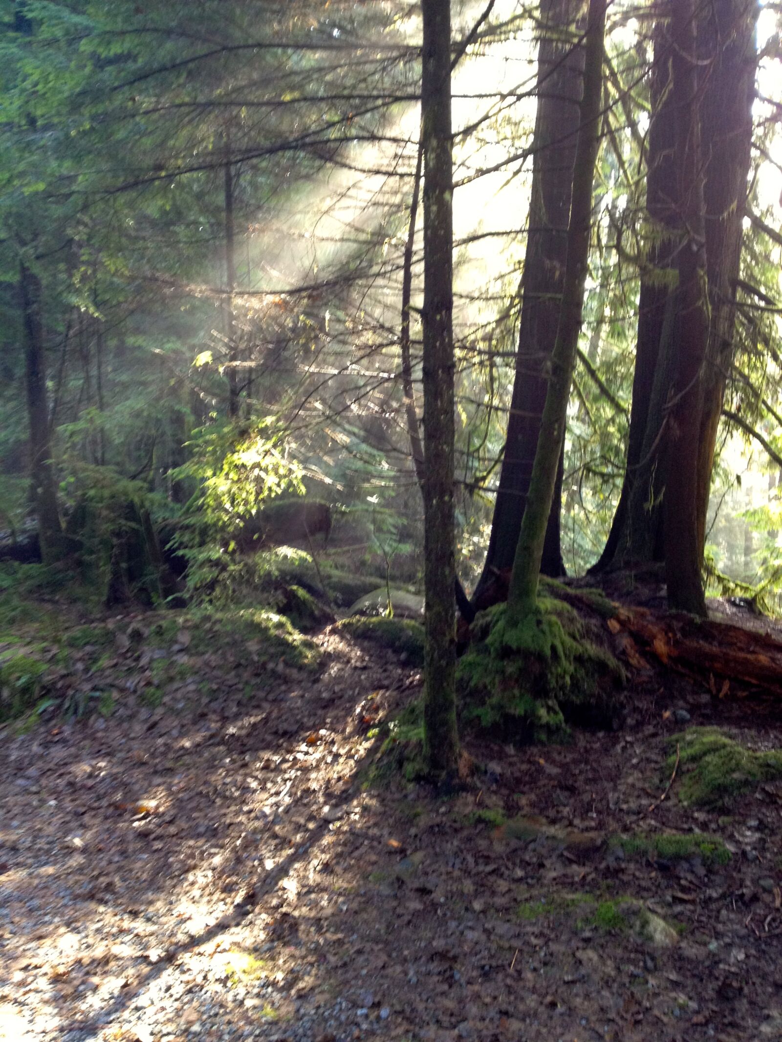 Apple iPhone 4S sample photo. Calm, rainforest, serene, sunshine photography