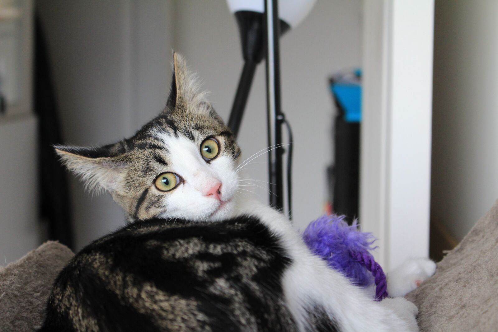 Canon EOS 700D (EOS Rebel T5i / EOS Kiss X7i) sample photo. Cat, kitten, pet photography