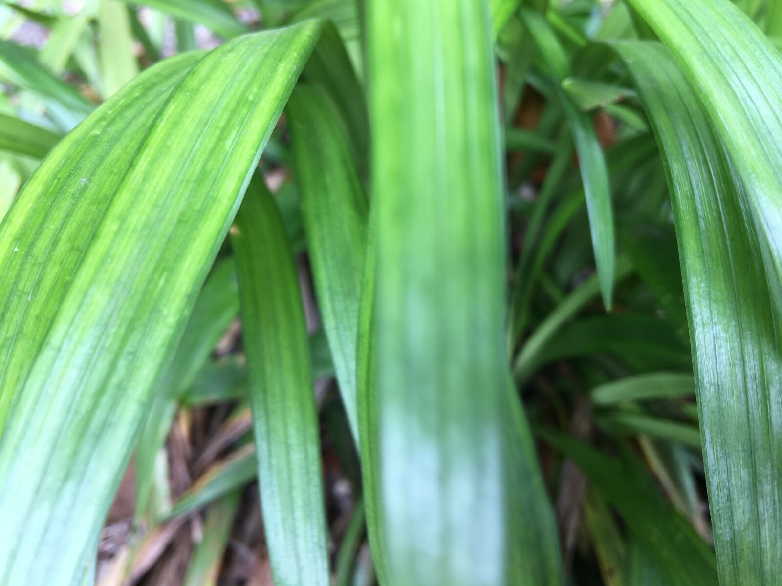 iPhone 6s Plus back camera 4.15mm f/2.2 sample photo. Nature, leaf, close-up photograph photography