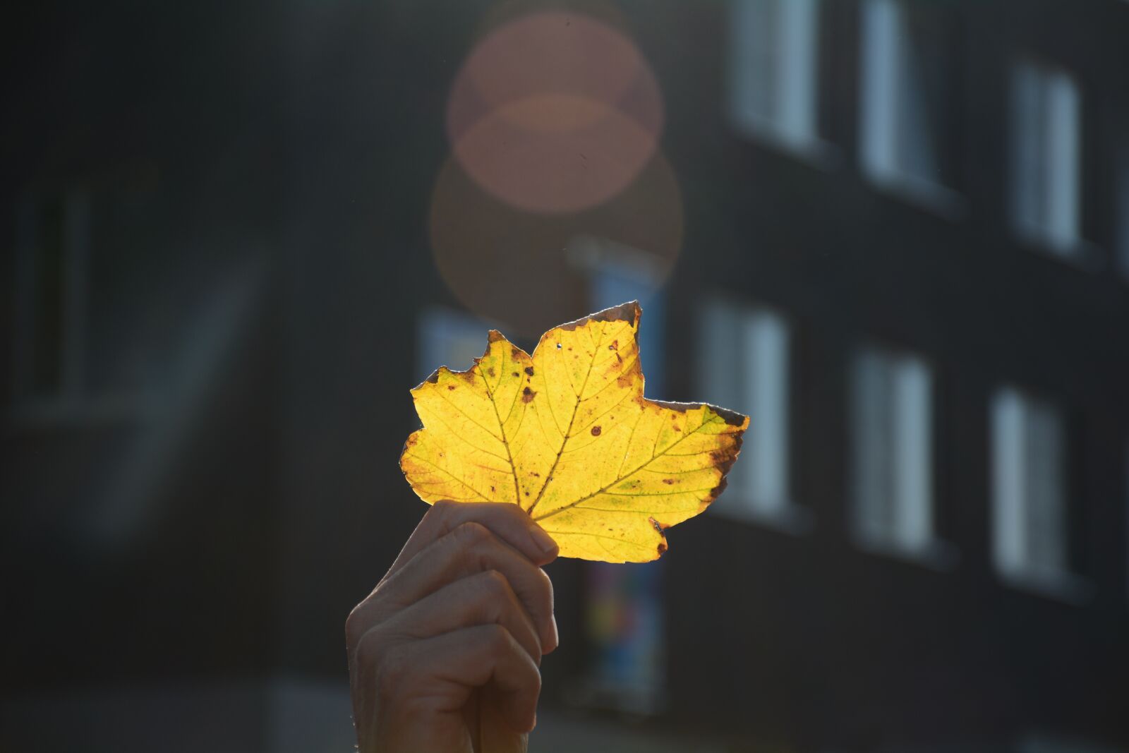 Nikon D7100 sample photo. Autumn, sheet, nature photography