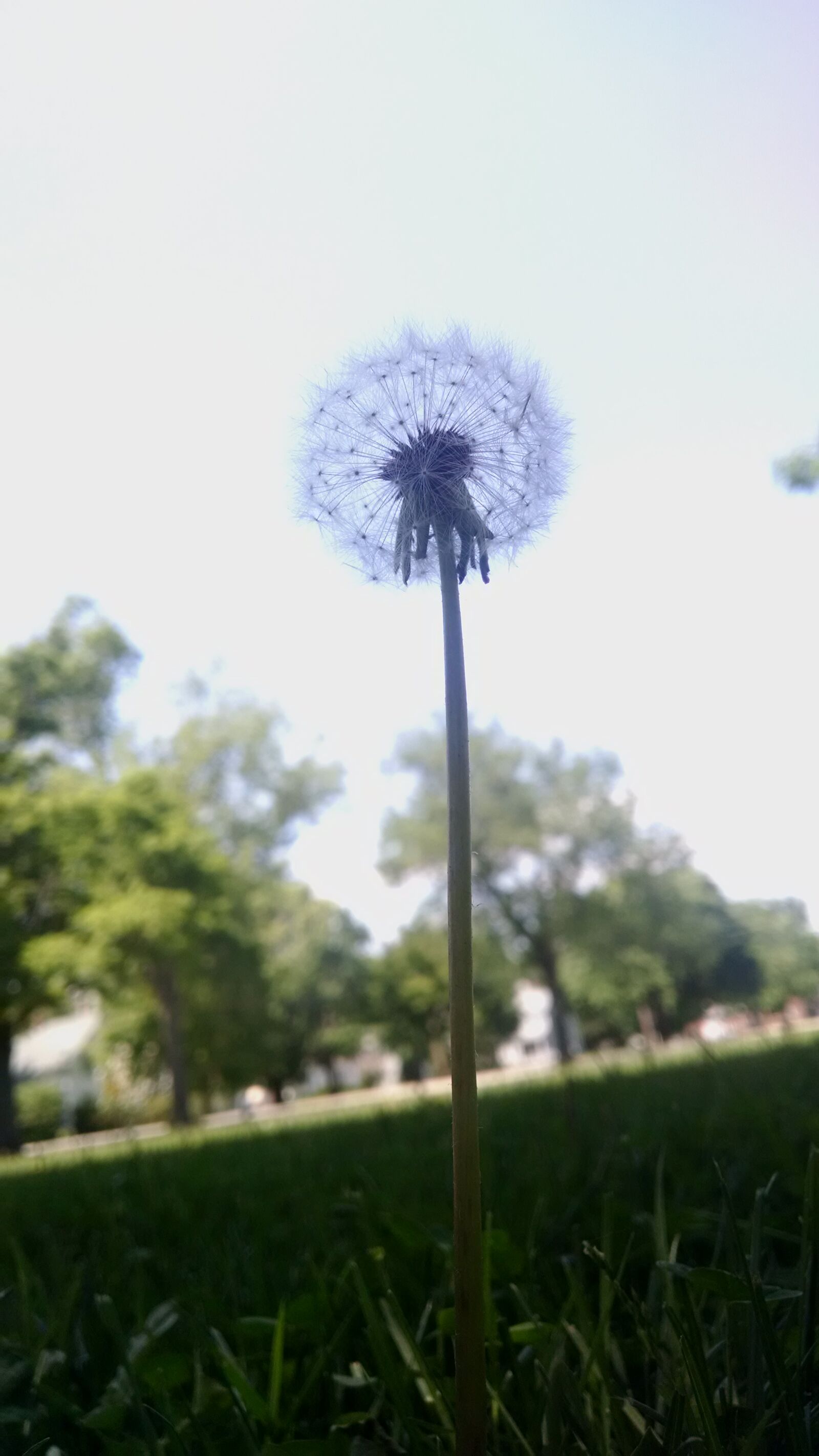 Motorola Moto X (1st Gen) sample photo. Dandelion, nature, weed photography