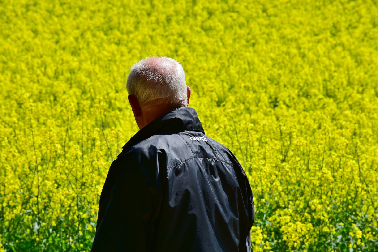 Nikon D7200 sample photo. Senior, man, oilseed rape photography