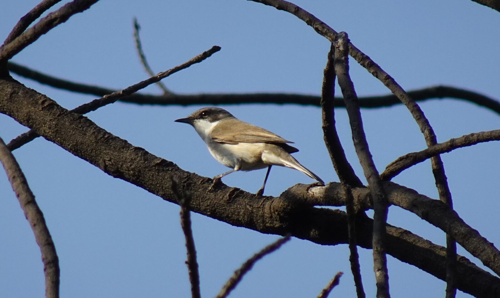 Sony DSC-WX800 sample photo. Bird, lesser whitethroat, curruca photography