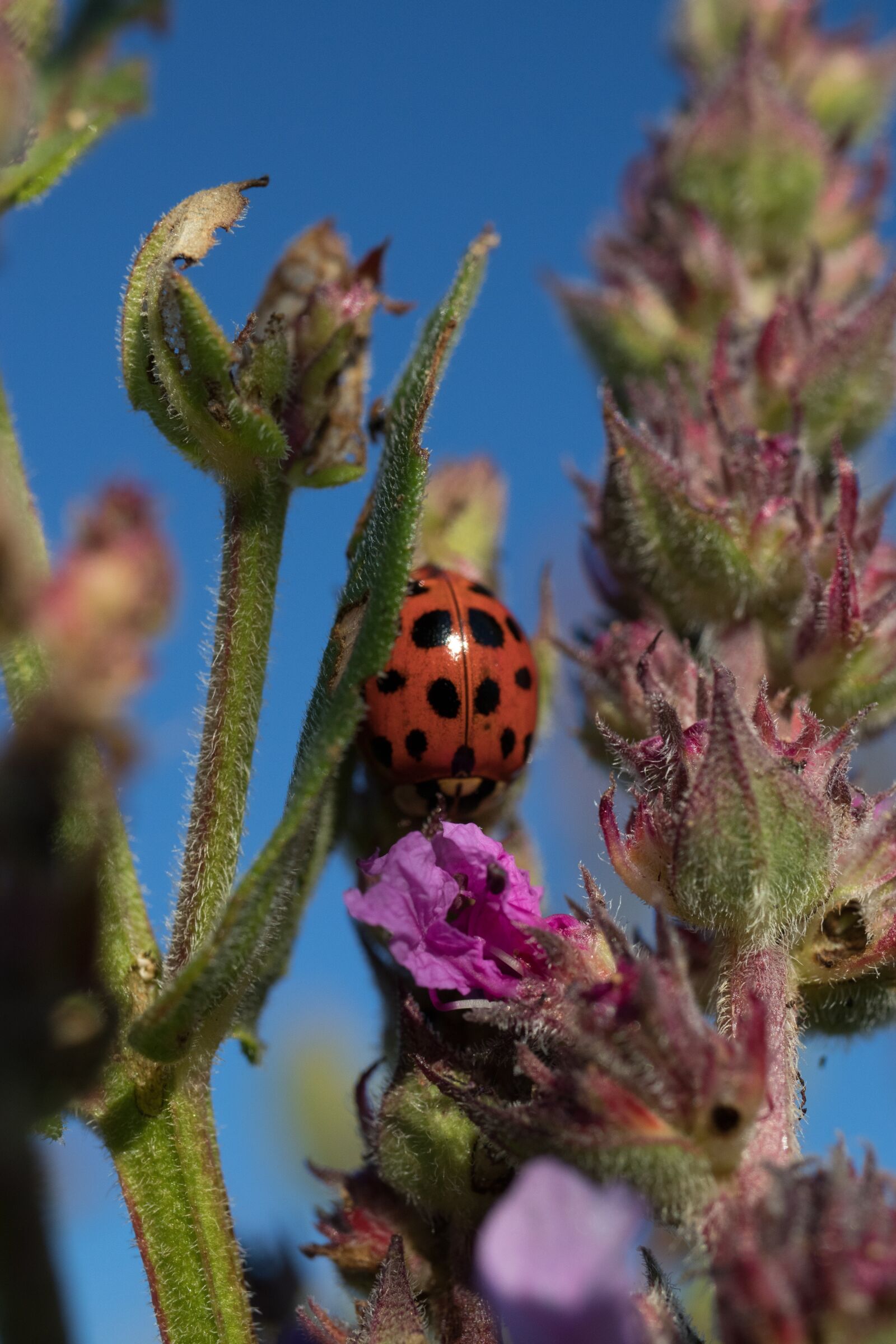 Canon EF-S 35mm F2.8 Macro IS STM sample photo. Ladybug, flower, macro photography