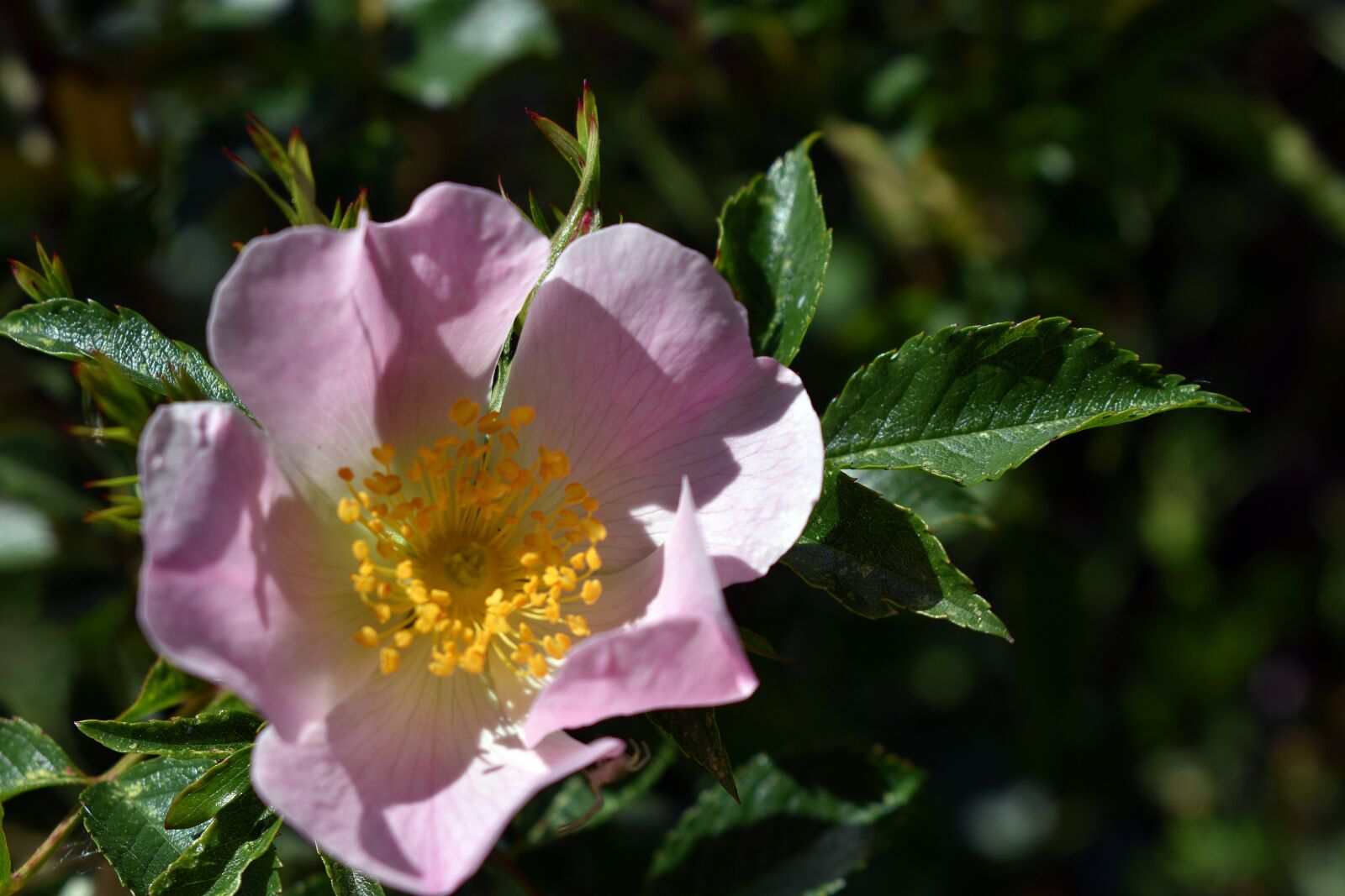 Nikon D3400 sample photo. Flower, flowers, spring photography