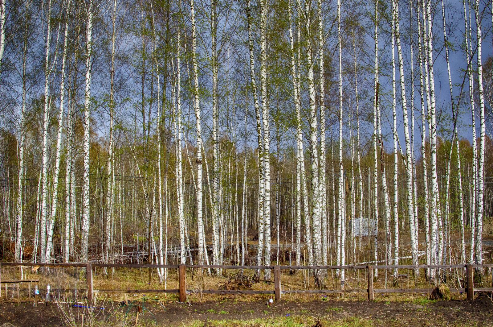 Nikon D5100 sample photo. Birch, forest, grove photography