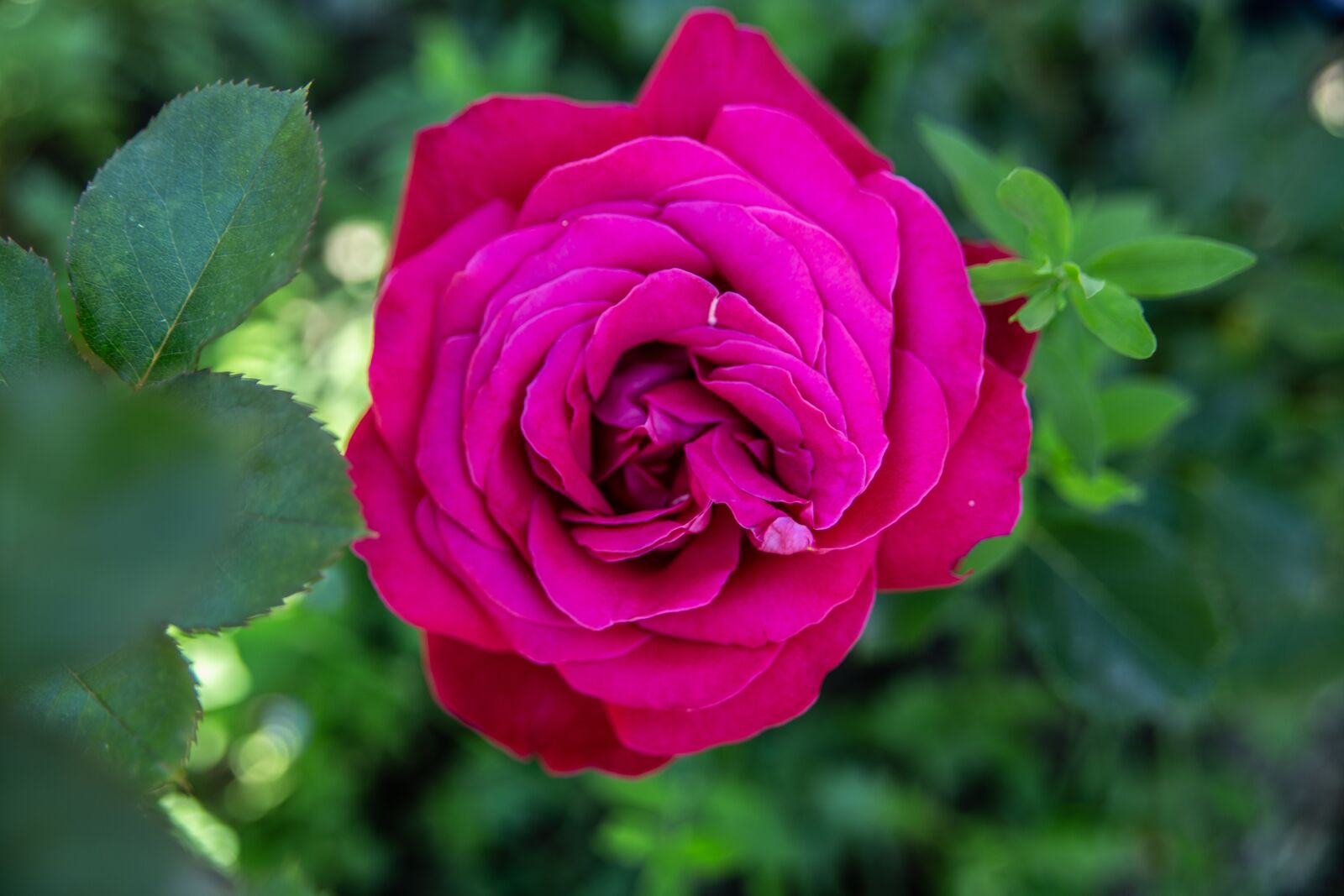Canon EOS 6D sample photo. Rose, pink, flower photography