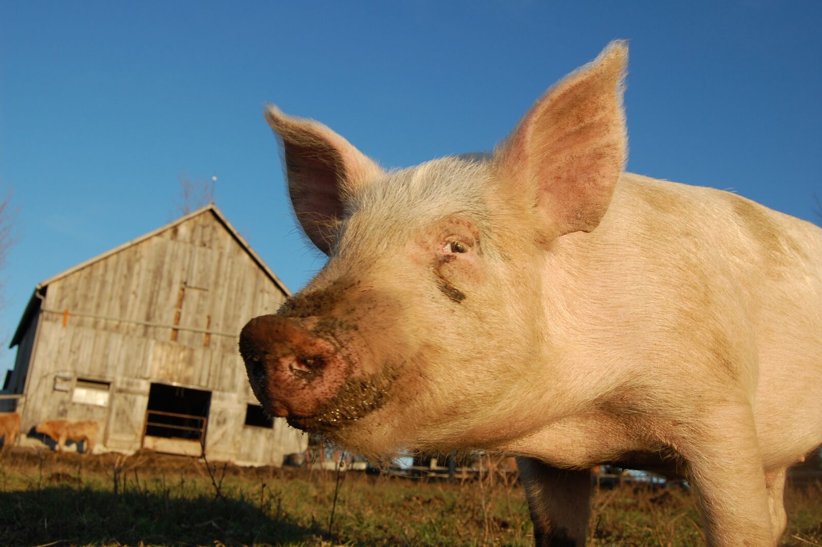 Nikon D40 sample photo. Pig, pork, natural photography