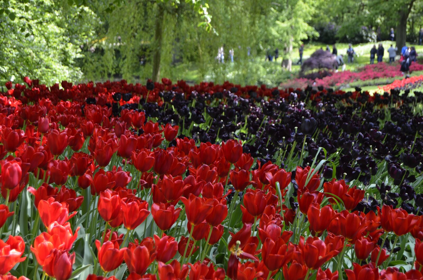Nikon D5100 sample photo. Tulips, flower, spring photography