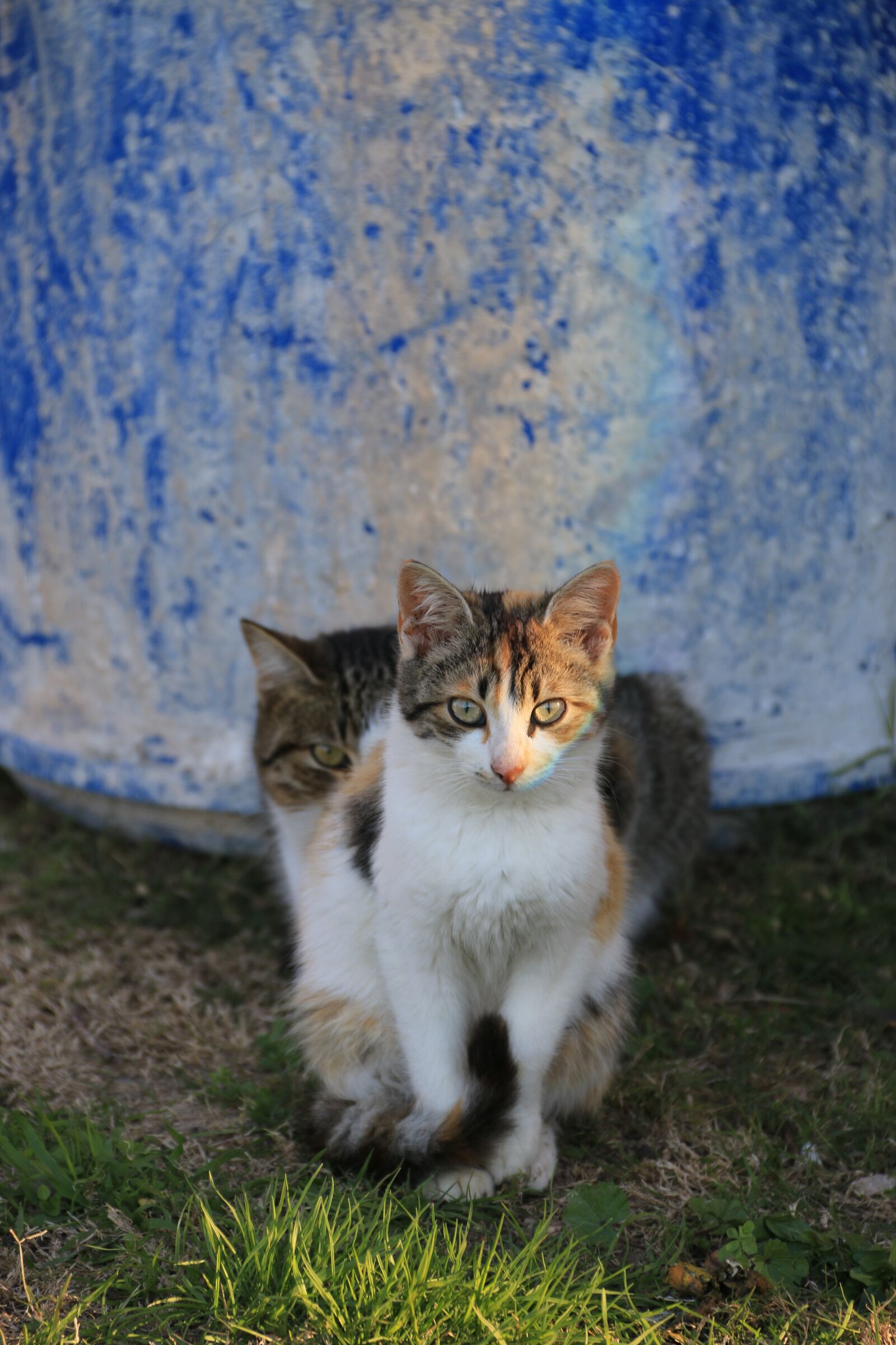 Canon EF-S 18-135mm F3.5-5.6 IS sample photo. Cat, animal, animal portrait photography