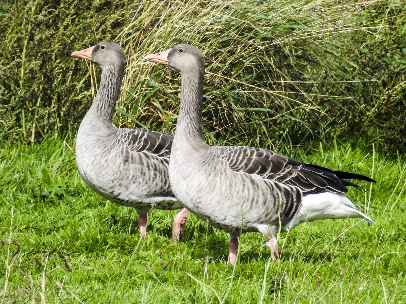 Nikon Coolpix P900 sample photo. Greylag goose, goose, water photography