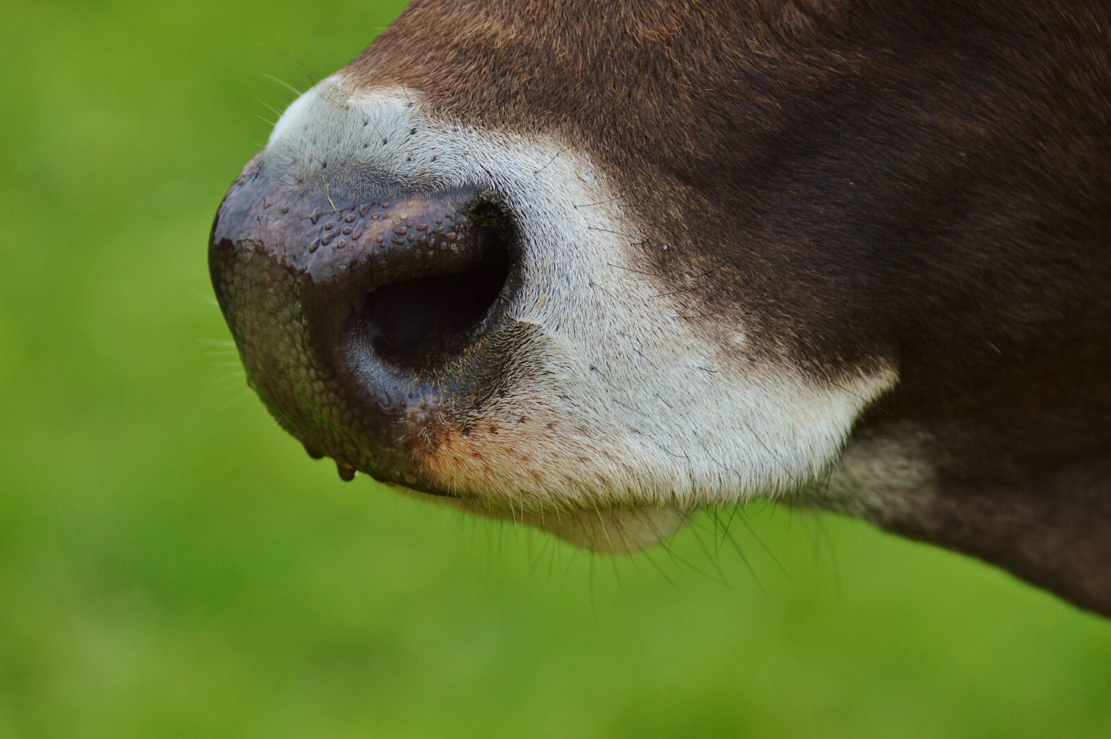 Nikon D3200 sample photo. Cow, nose, animal photography