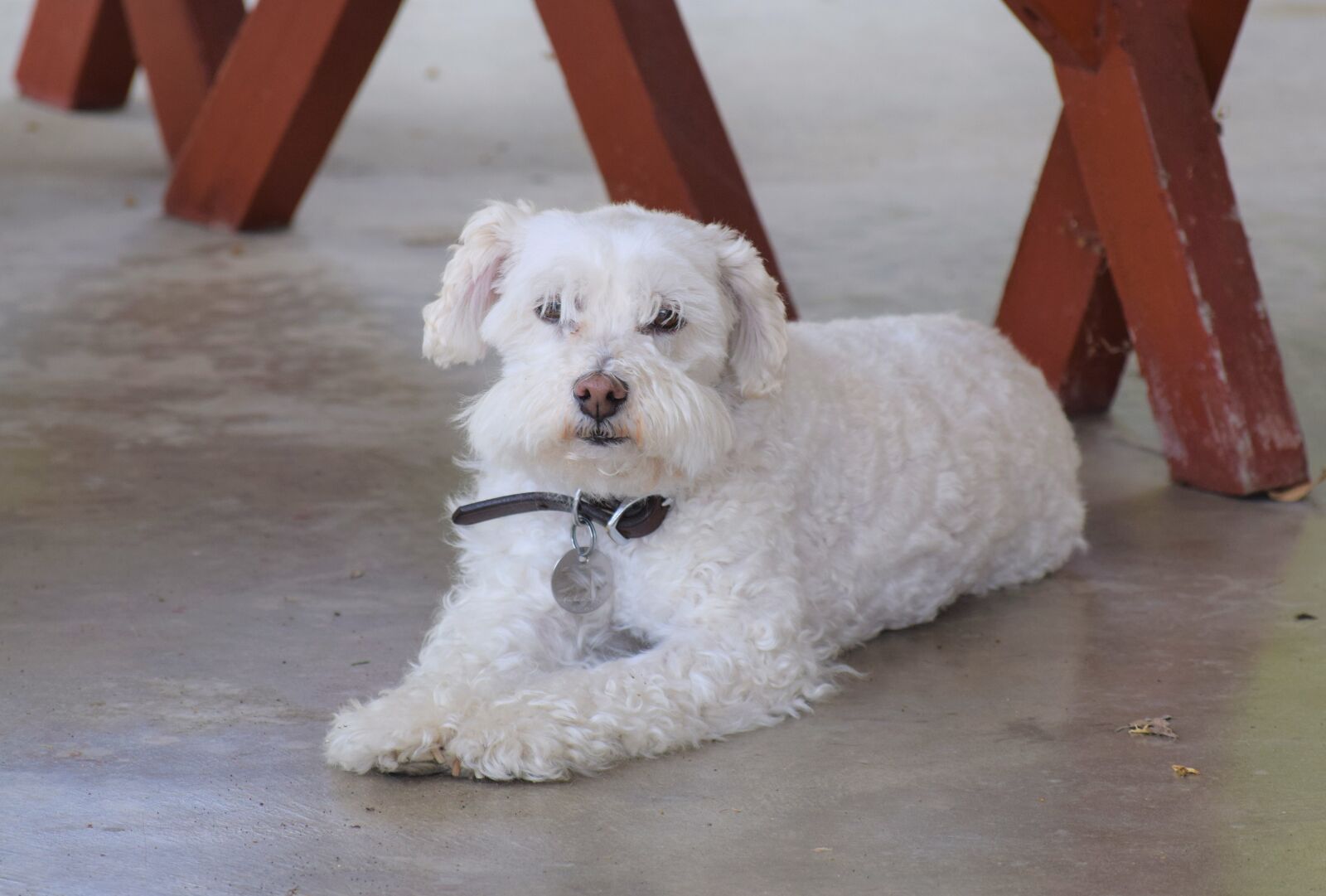 Nikon D3300 sample photo. Bishon poodle, sweet dog photography