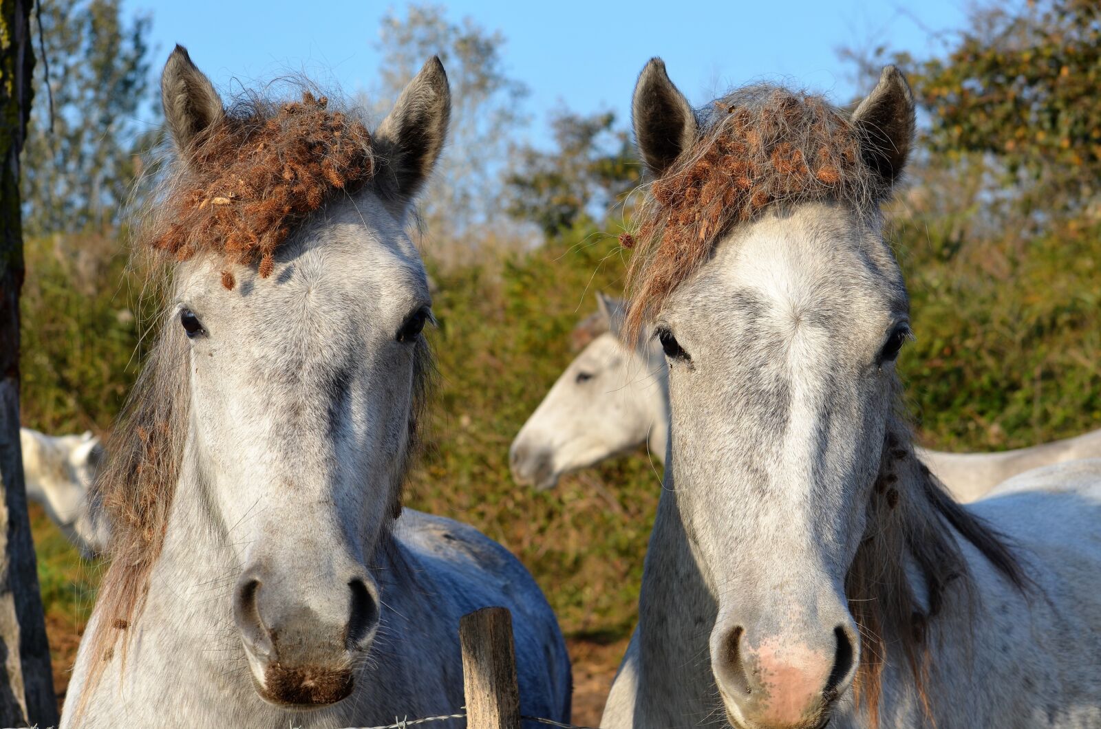 Nikon D5100 sample photo. Horses, animals, mane photography