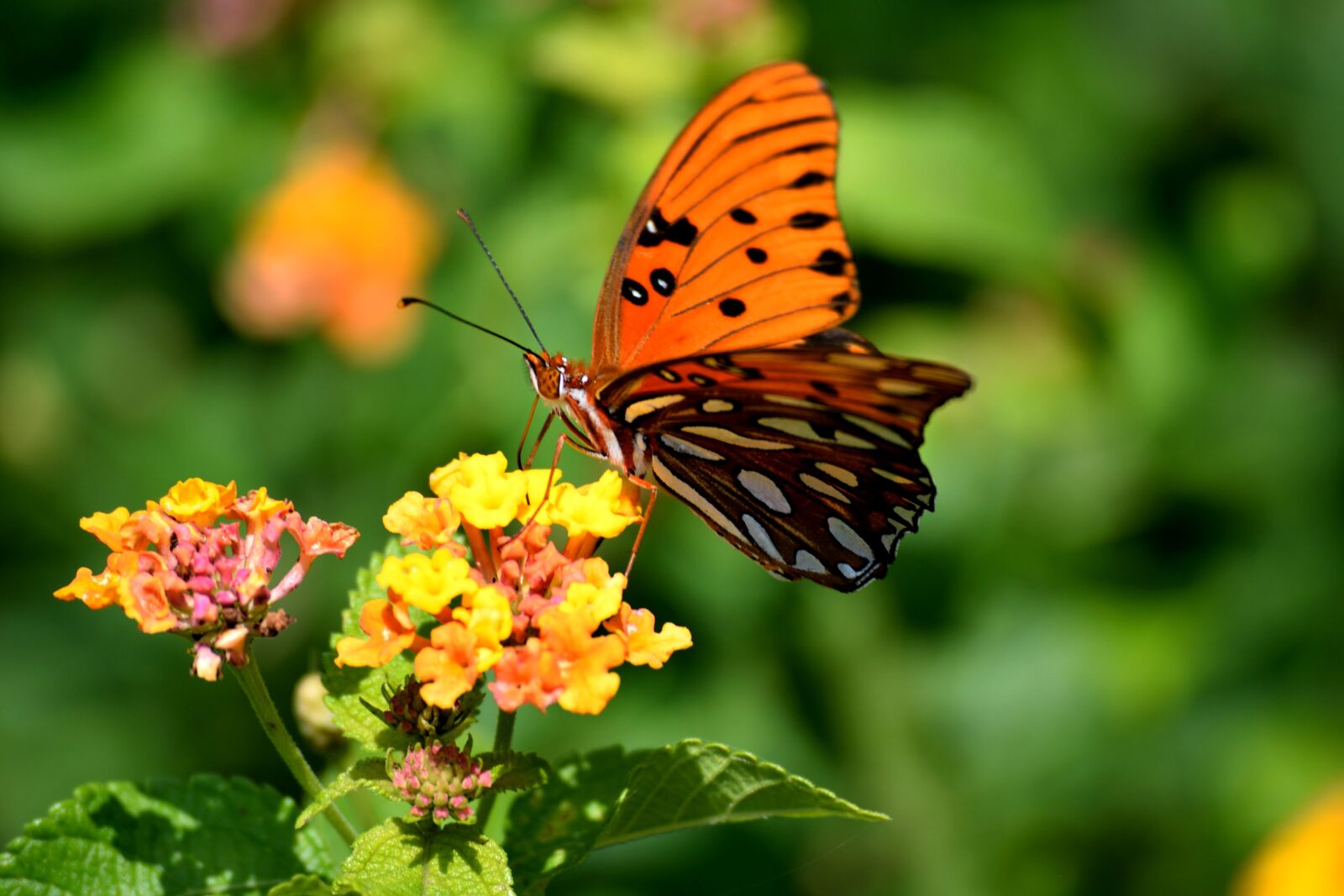 Nikon D3300 sample photo. Fritillary butterfly, insect, wildlife photography