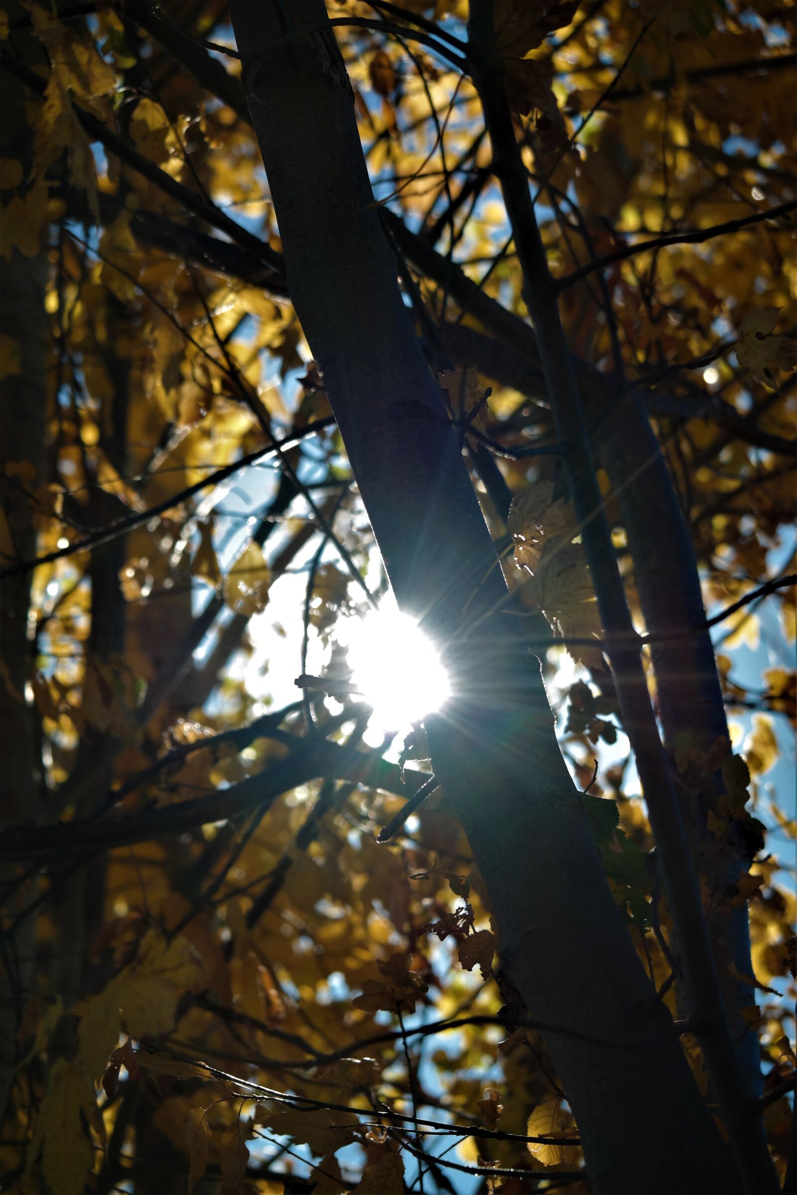 Samsung NX30 sample photo. Leaves, sun, rays photography