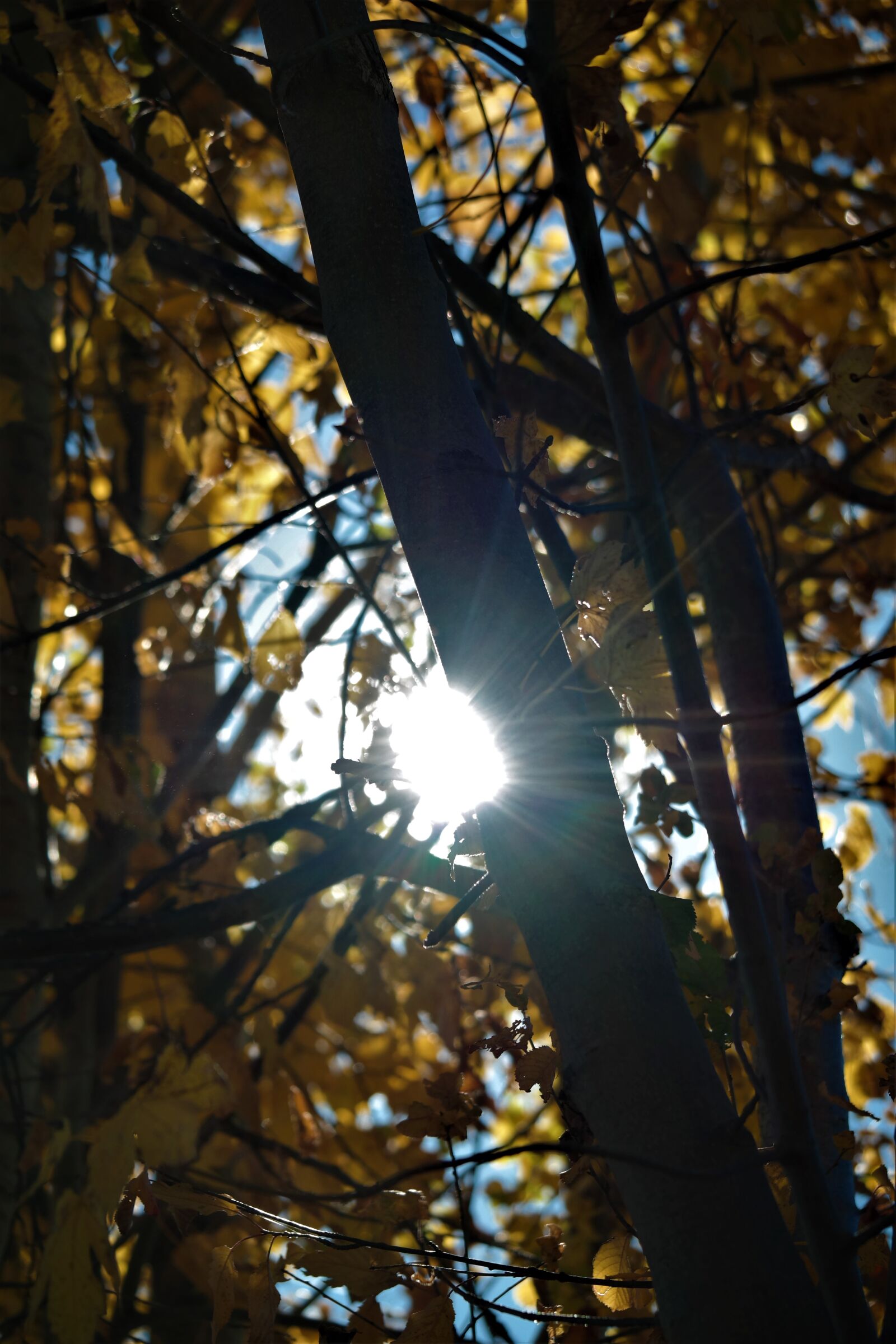 Samsung NX30 + NX 50-200mm F4-5.6 sample photo. Leaves, sun, rays photography