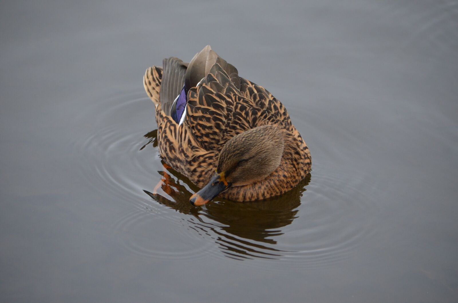 Nikon D7000 sample photo. Duck, female, water photography