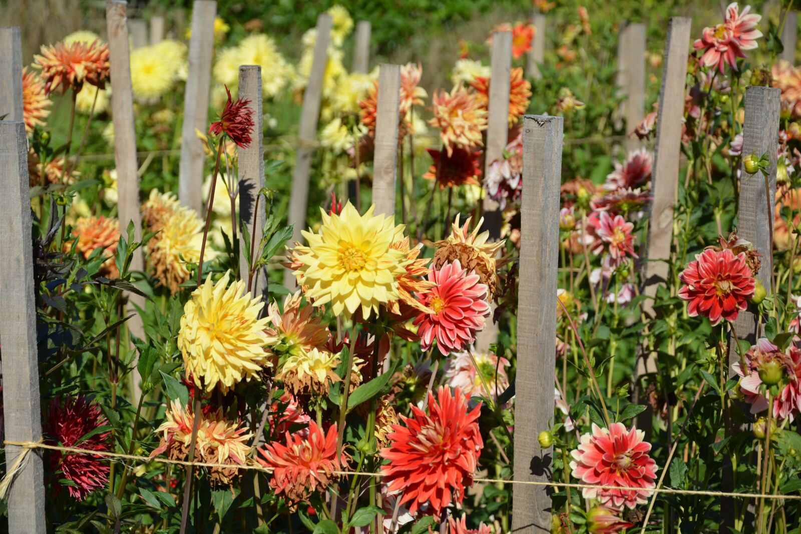 Nikon D5200 sample photo. Flowers, spring, sl photography
