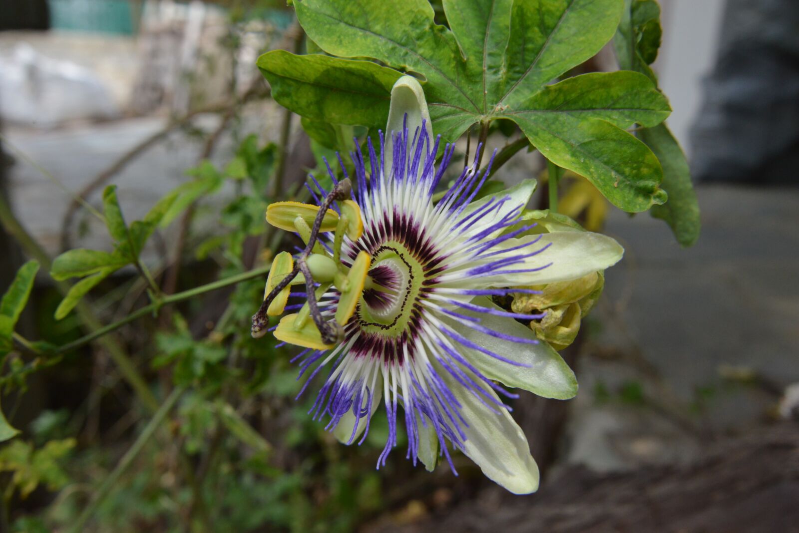 Nikon D800 sample photo. Flower, spring, nature photography