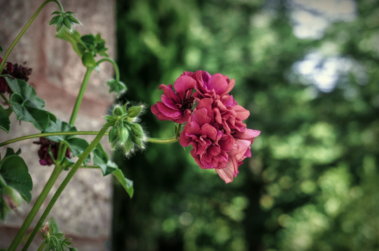Sony E 16-50mm F3.5-5.6 PZ OSS sample photo. Nature, flowers, garden photography