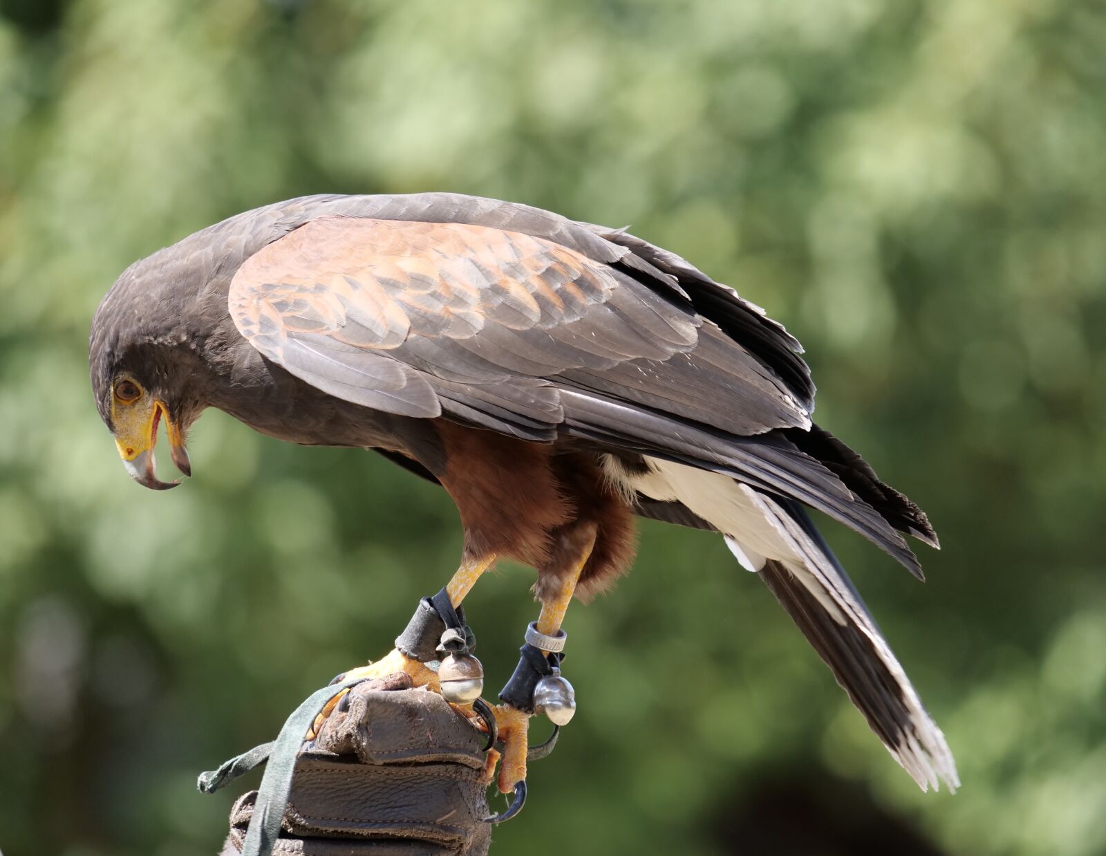 Panasonic Lumix DC-G9 sample photo. Bird, raptor, falconry photography