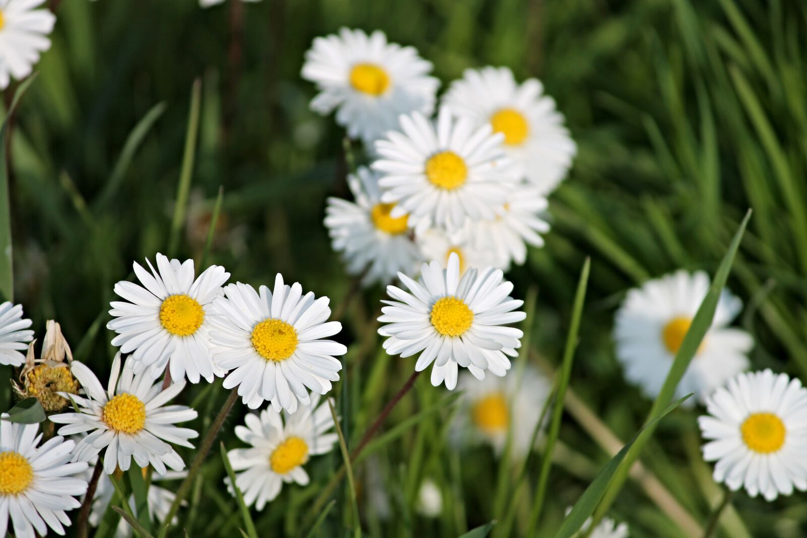 Canon EOS 1100D (EOS Rebel T3 / EOS Kiss X50) sample photo. Daisy, spring meadow, meadow photography