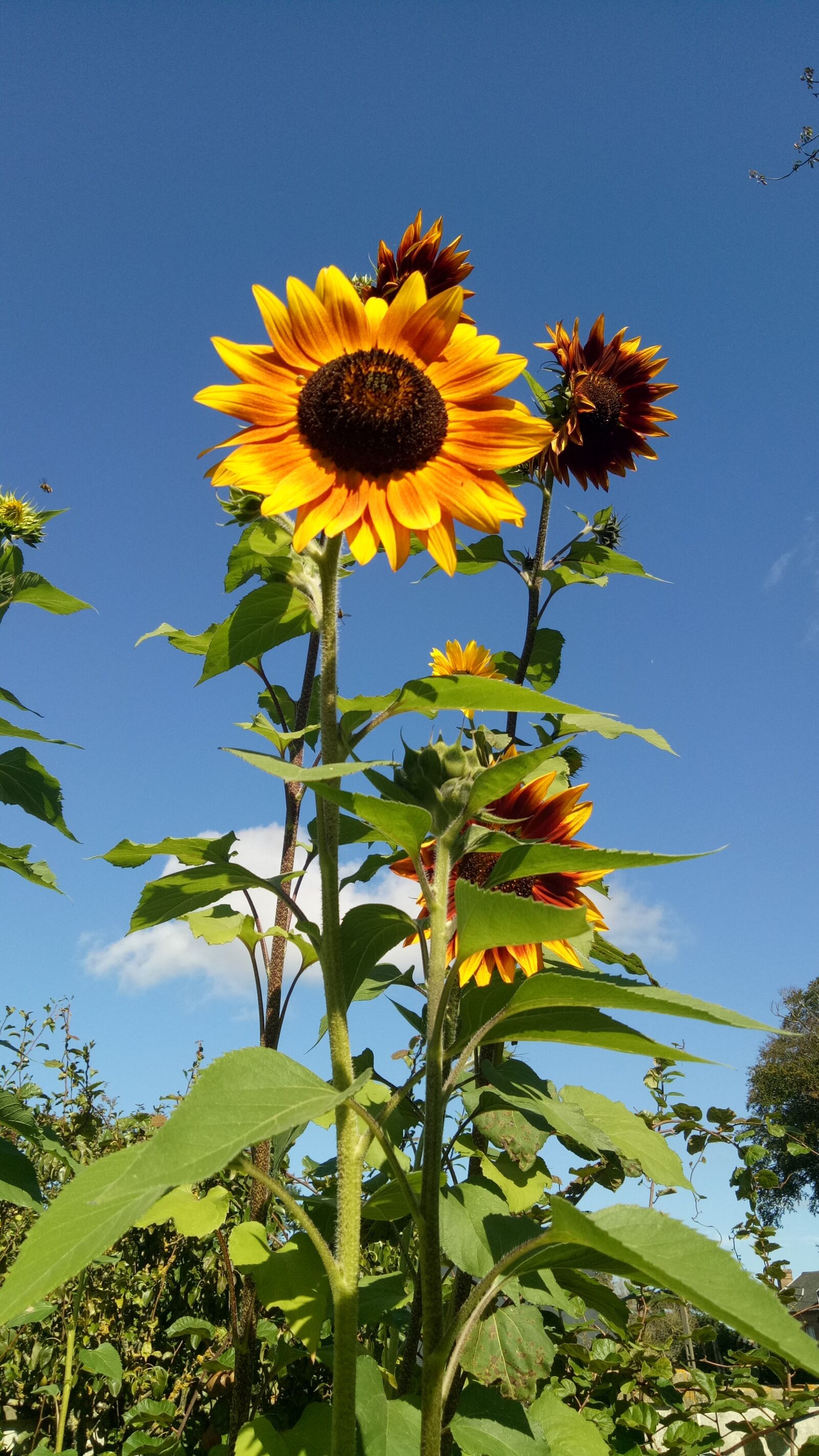 OPPO A1601 sample photo. Summer, flower, sunflowers photography