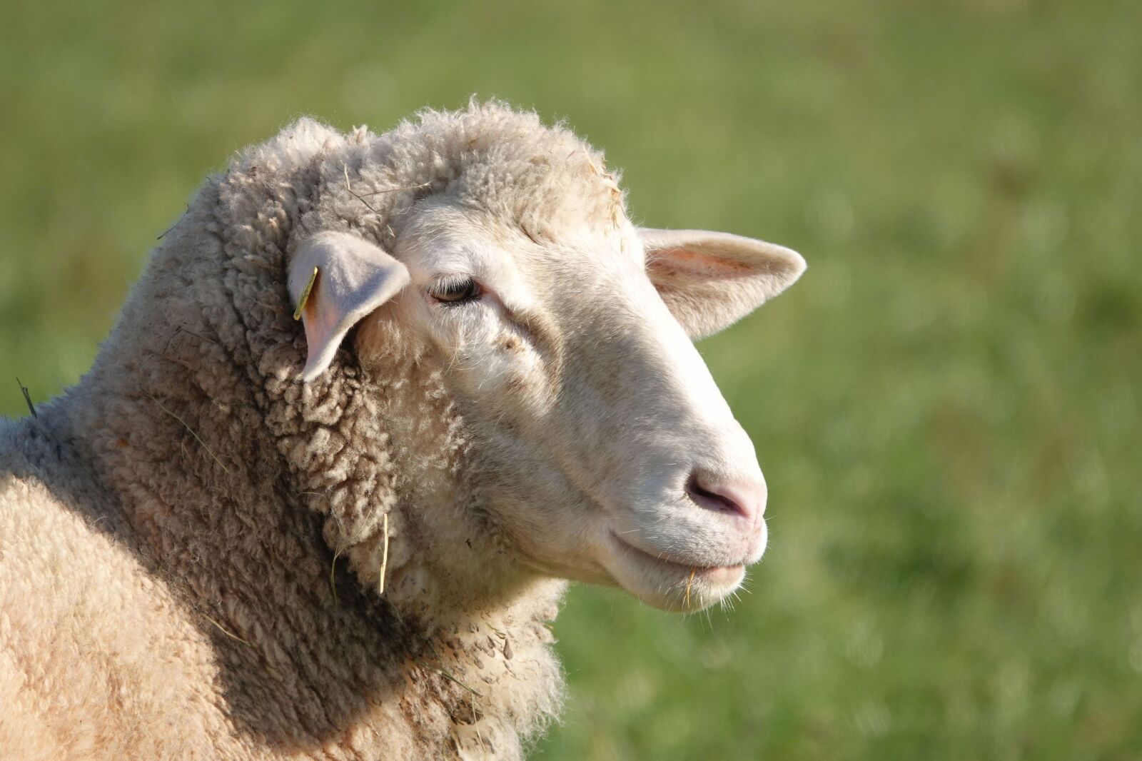 Sony Cyber-shot DSC-RX10 IV sample photo. Sheep, sheepshead, sheep portrait photography