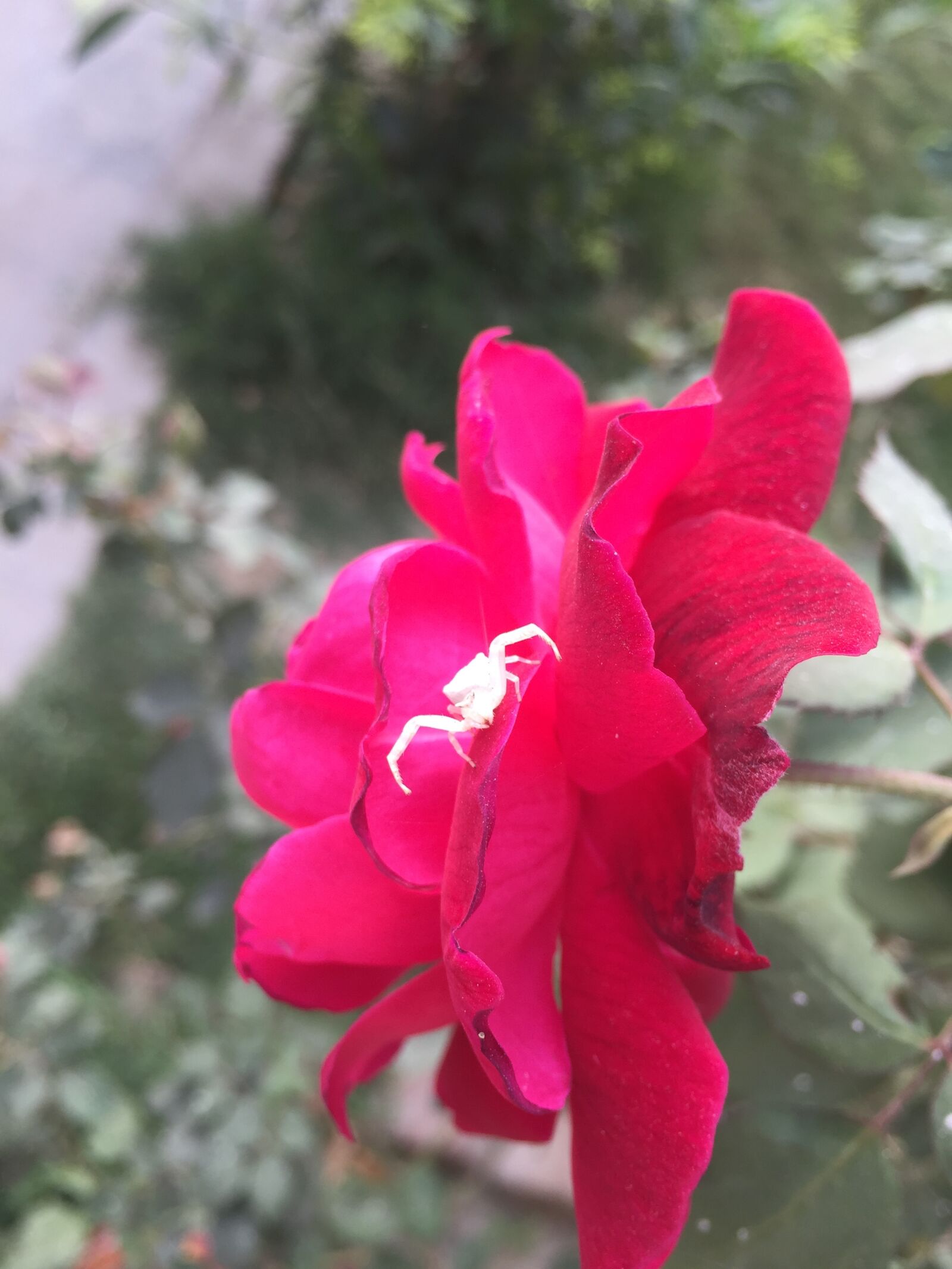 Apple iPhone 6 sample photo