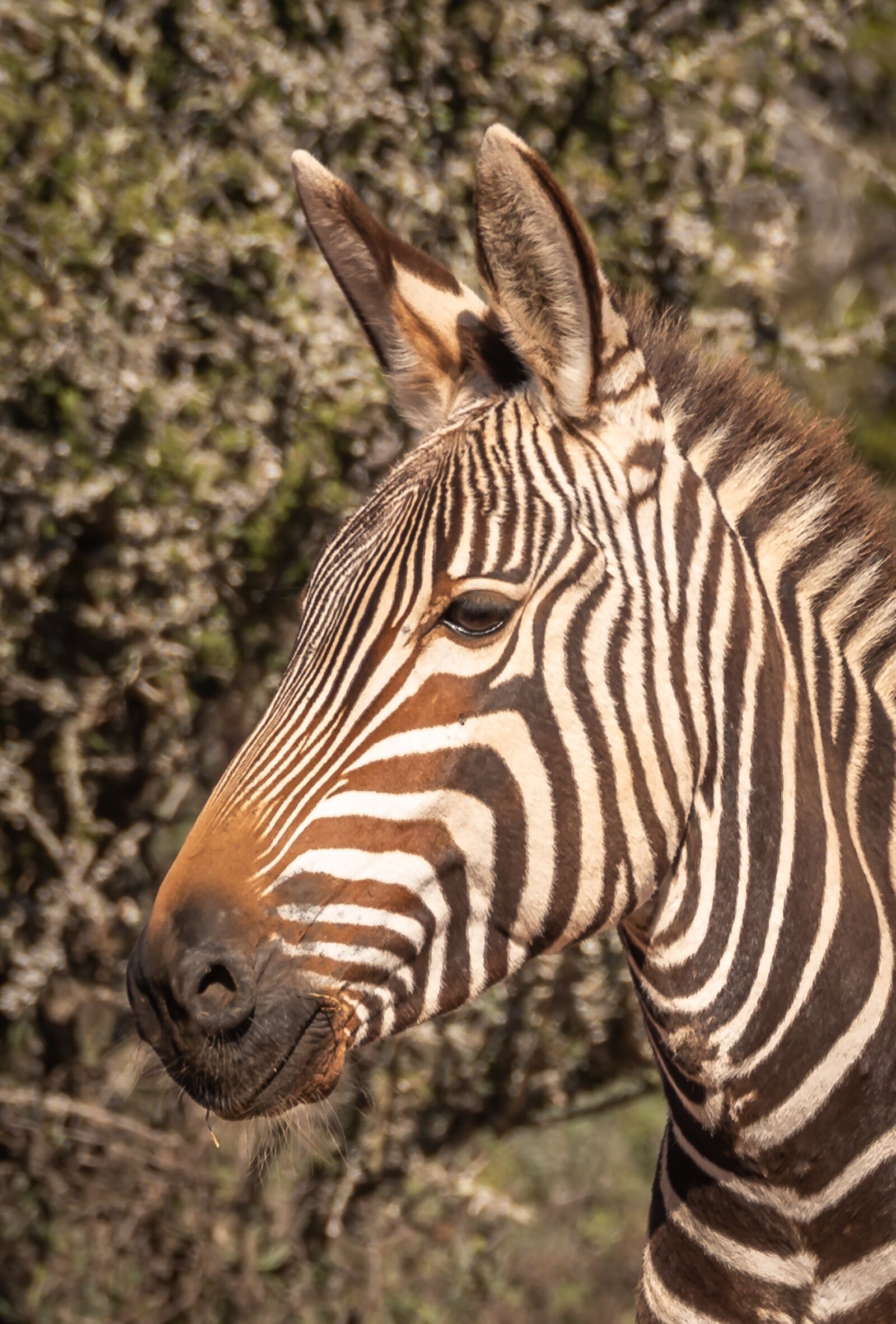 Nikon D750 sample photo. Zebra, portrait, head photography