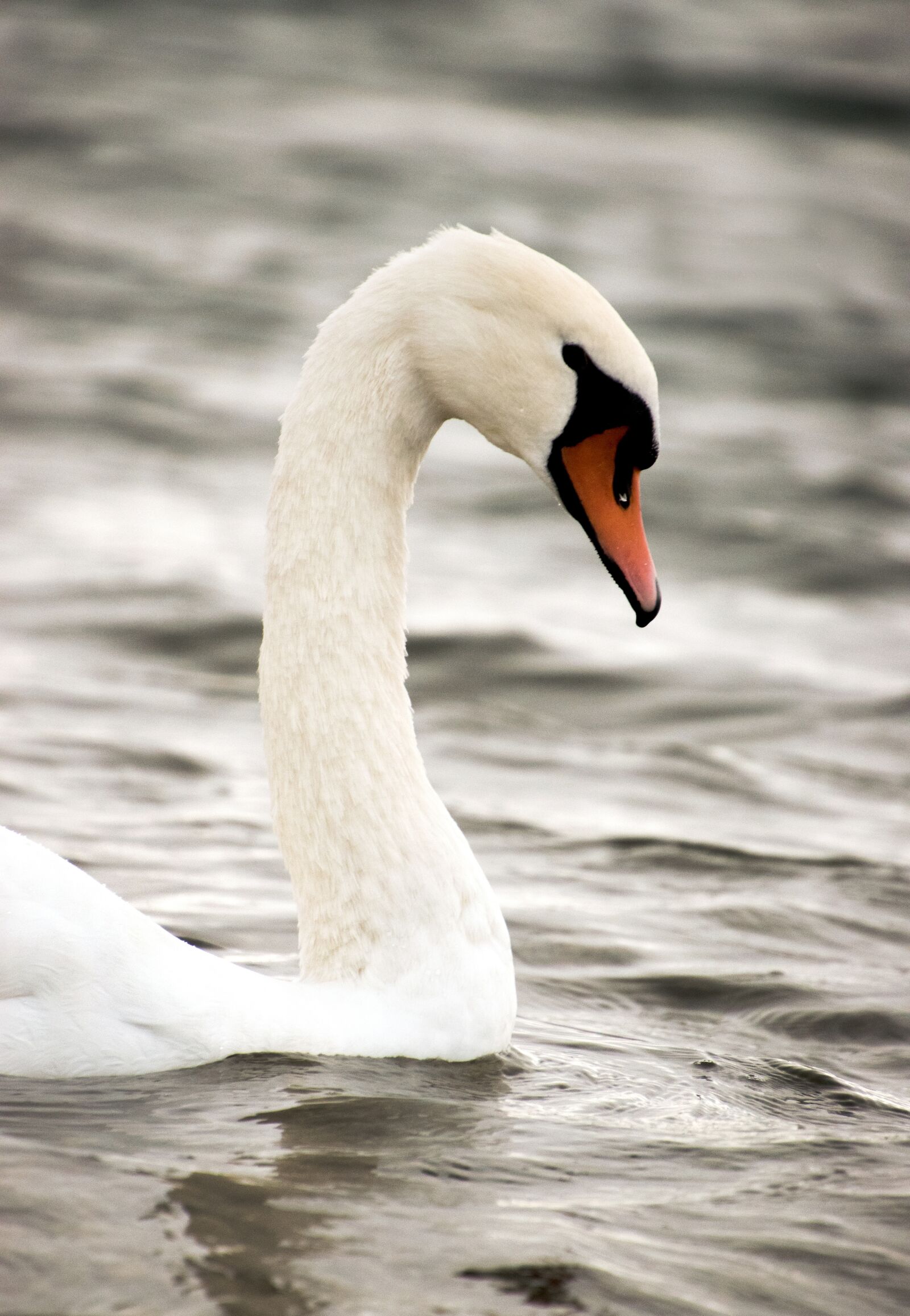 Nikon D3300 sample photo. Swan, bird, swim photography