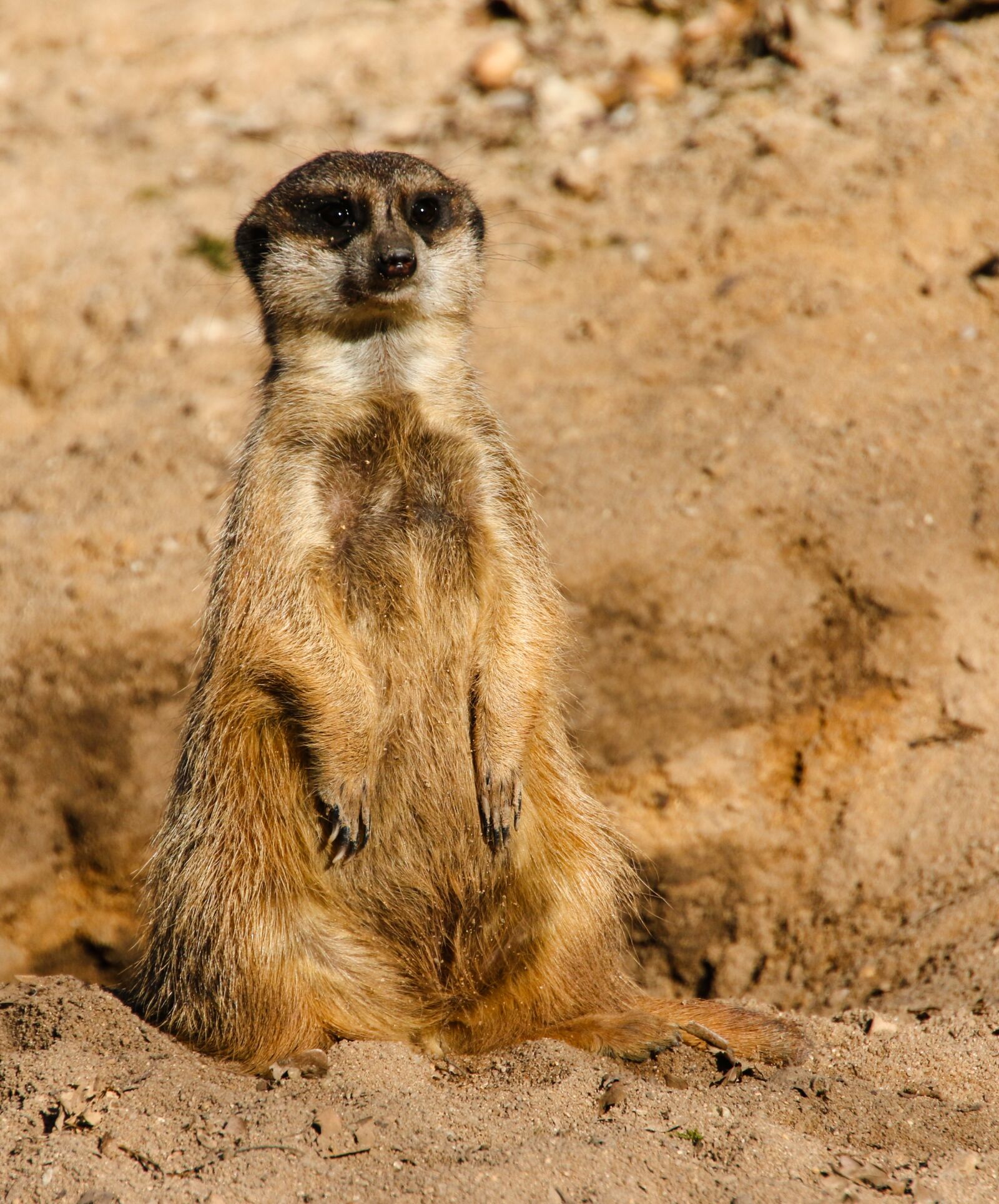 Canon EOS 70D sample photo. Animals, meerkat, mammal photography