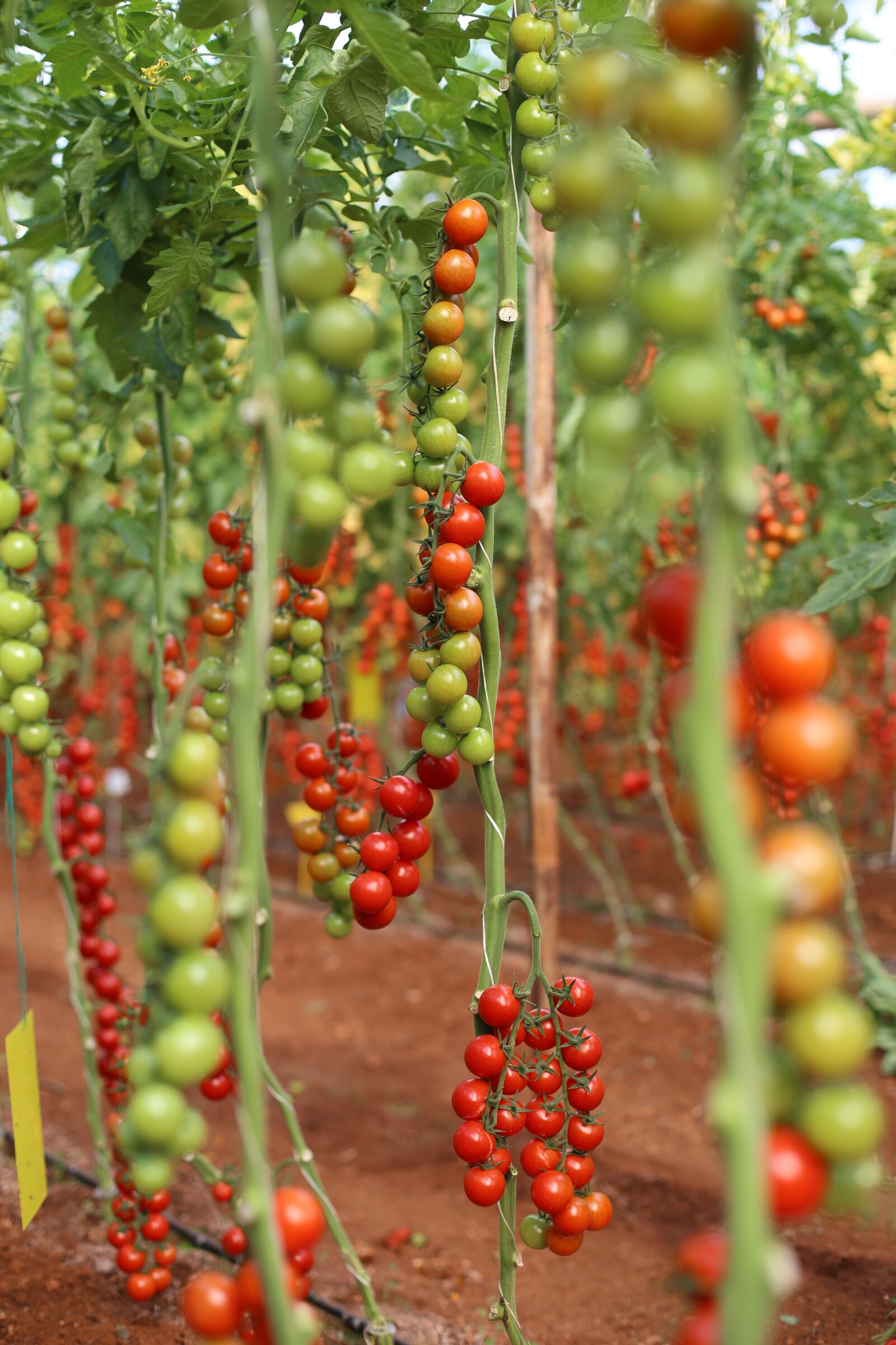 Canon EOS 6D + Canon EF 50mm F1.4 USM sample photo. Tomato, greenhouse, cocktail photography